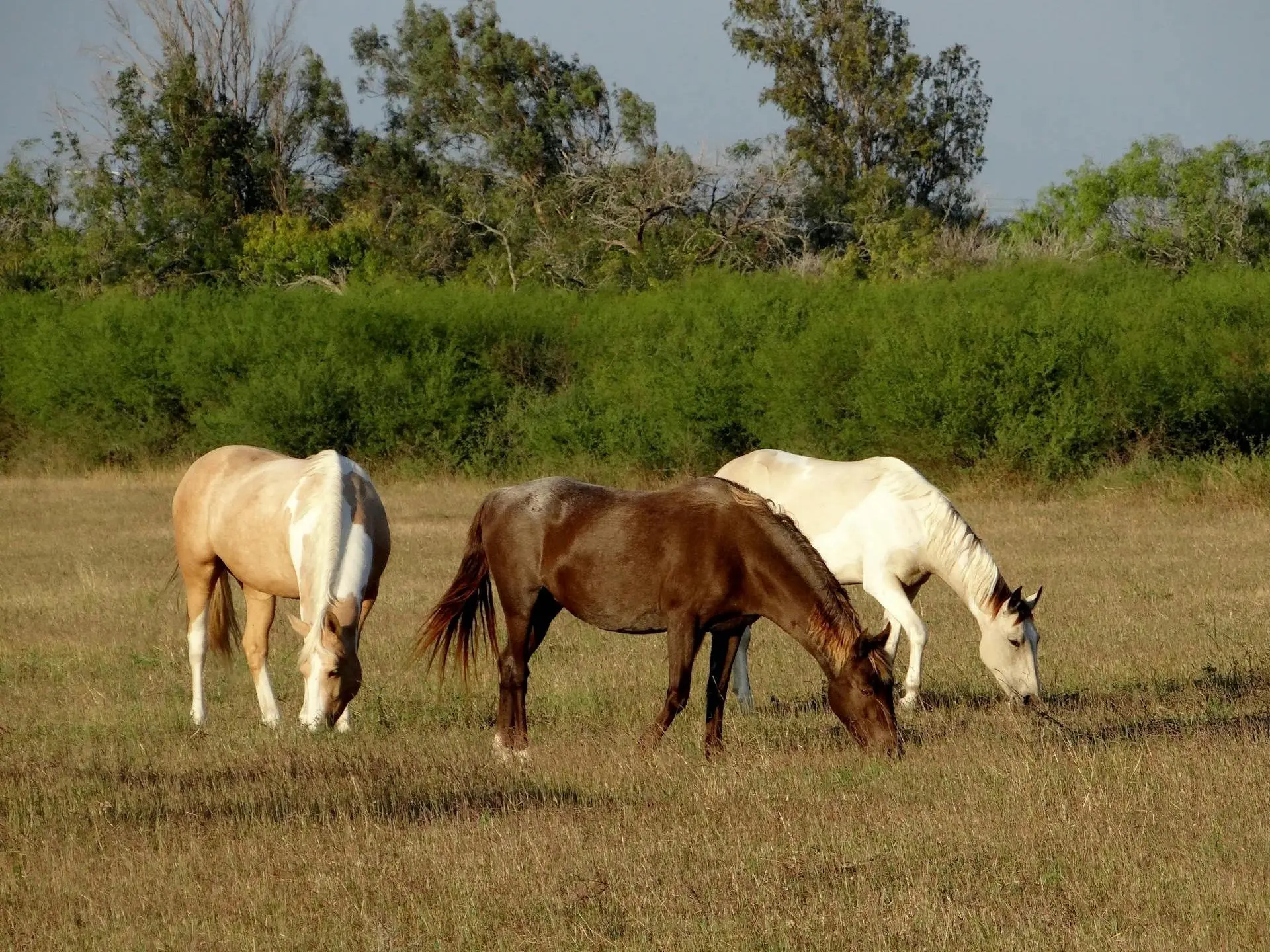 Frost appaloosa horse