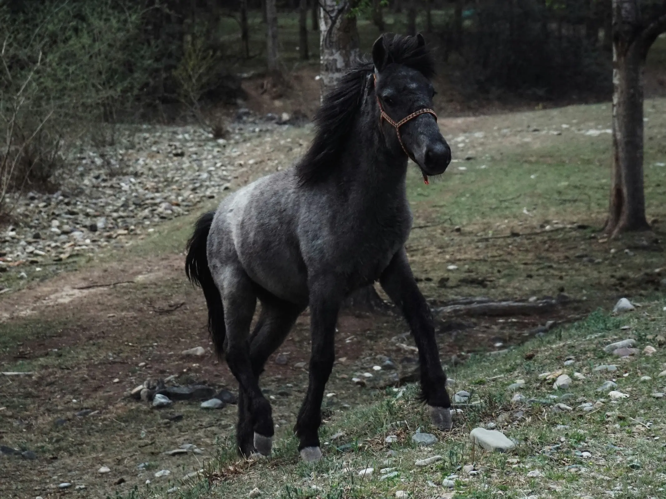 Frost appaloosa horse