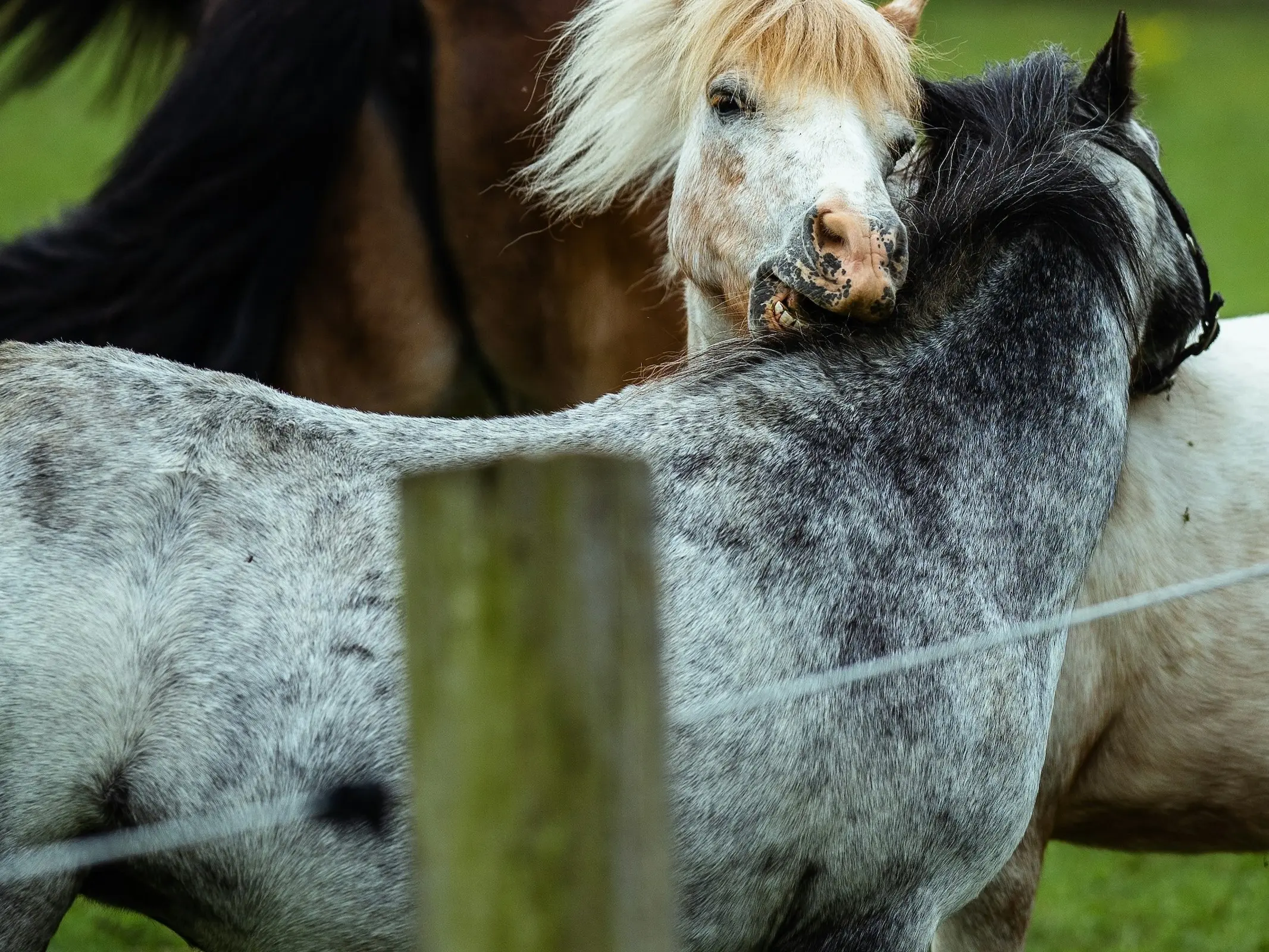 Frost appaloosa horse