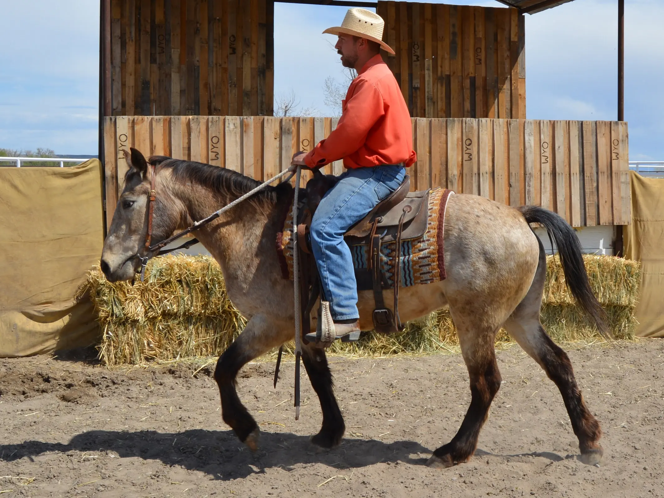 Appaloosa horse with a rat tail