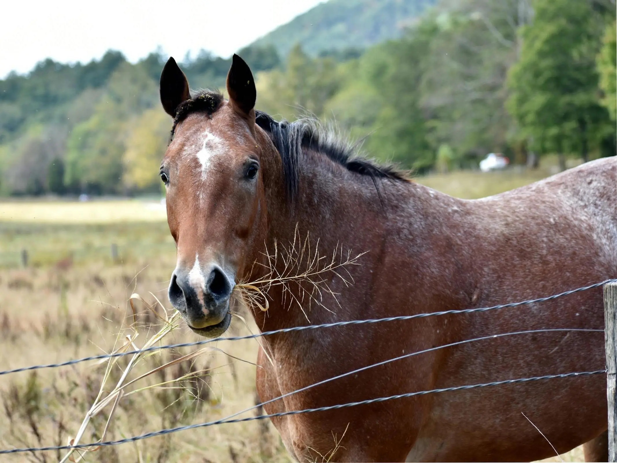 Frost appaloosa horse