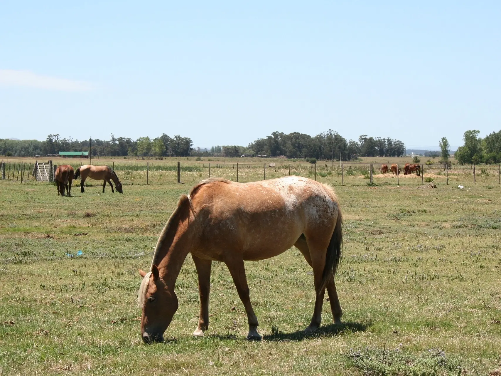 Frost appaloosa horse