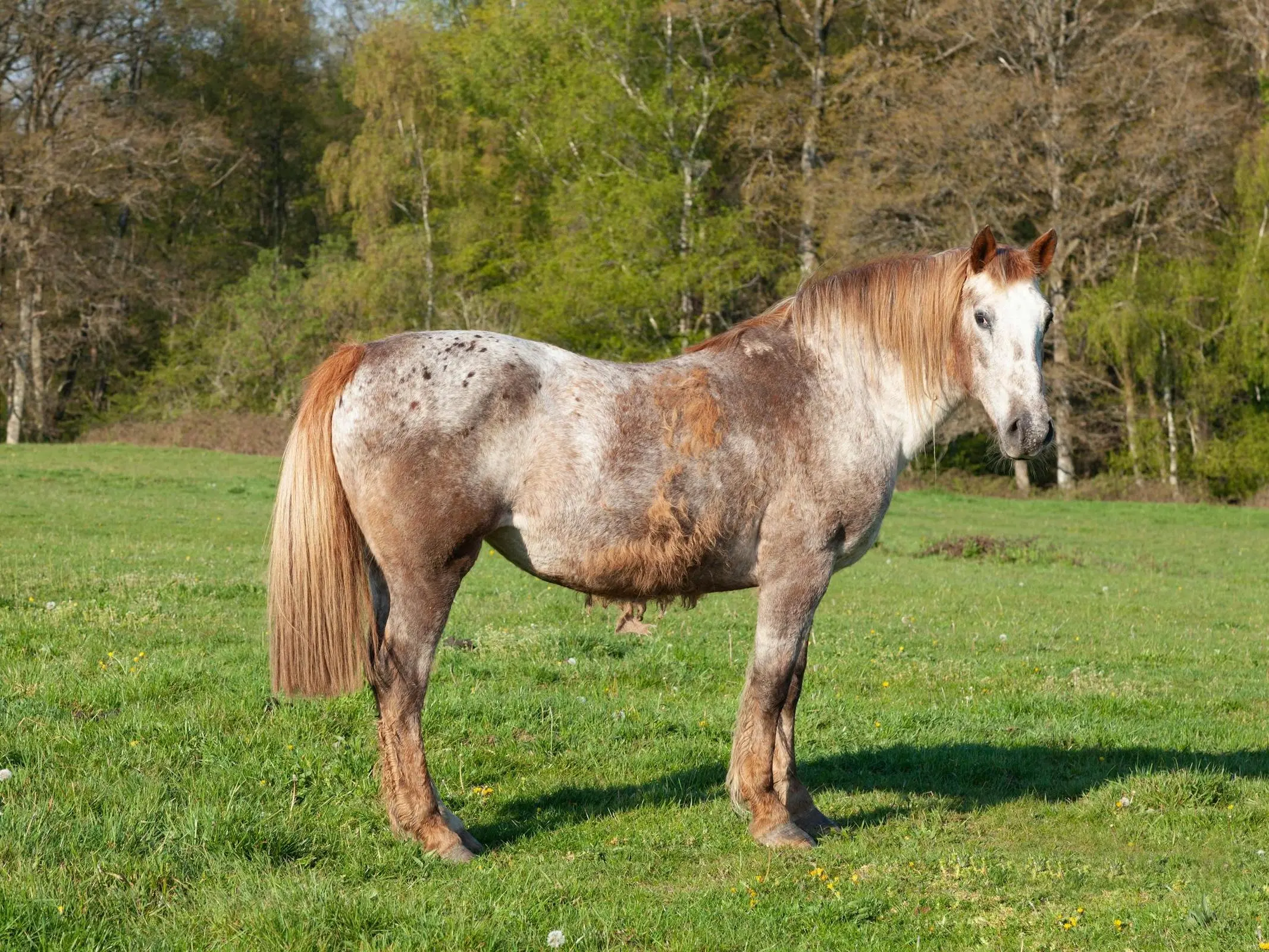 Frost appaloosa horse