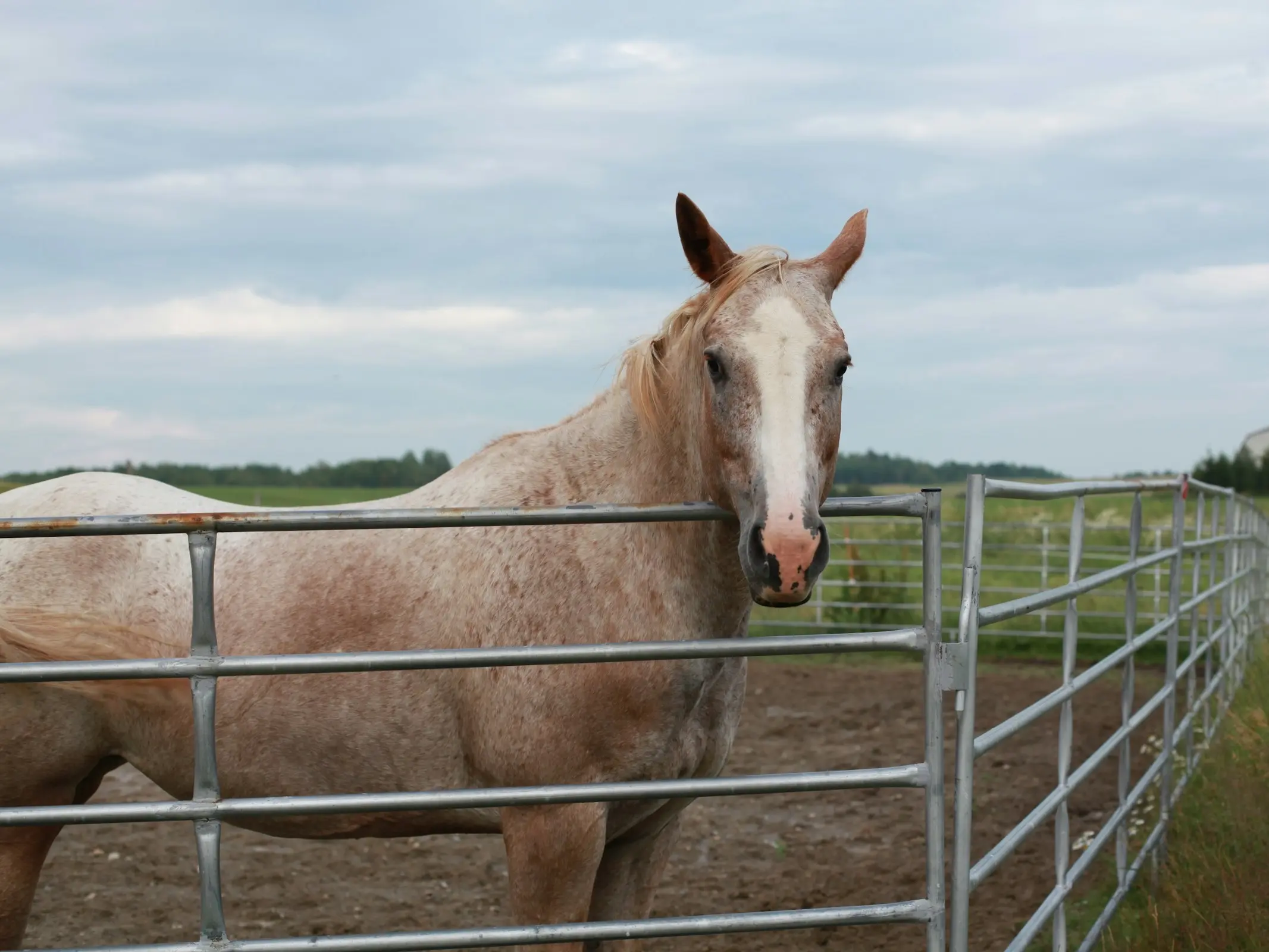 Frost appaloosa horse