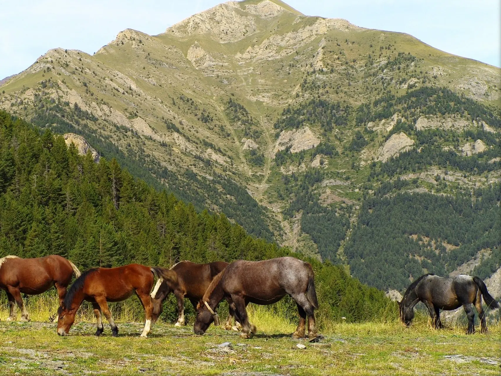 Frost appaloosa horse