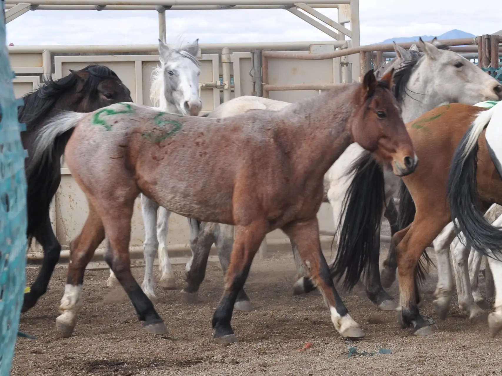 Frost appaloosa horse