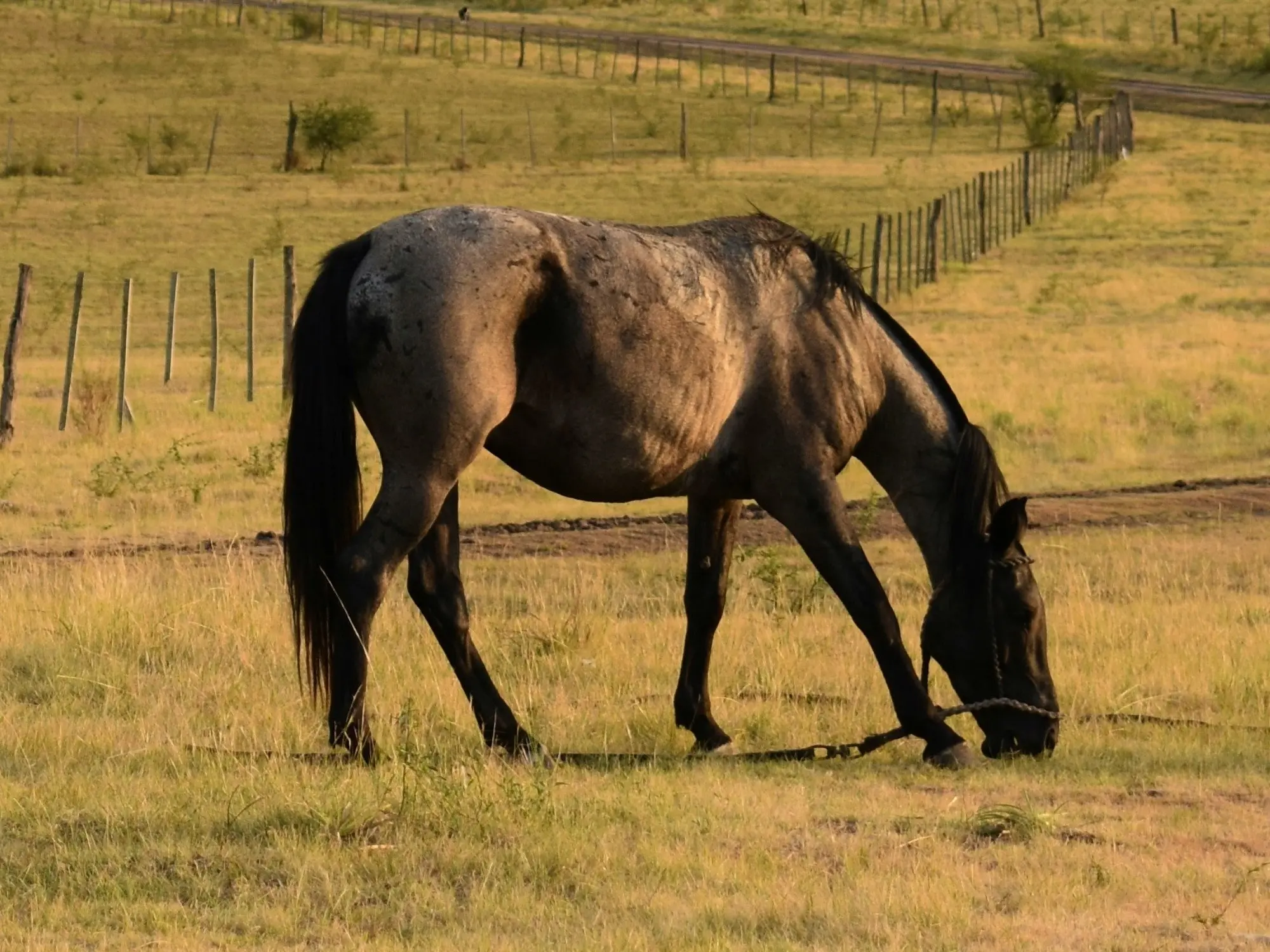 Frost appaloosa horse