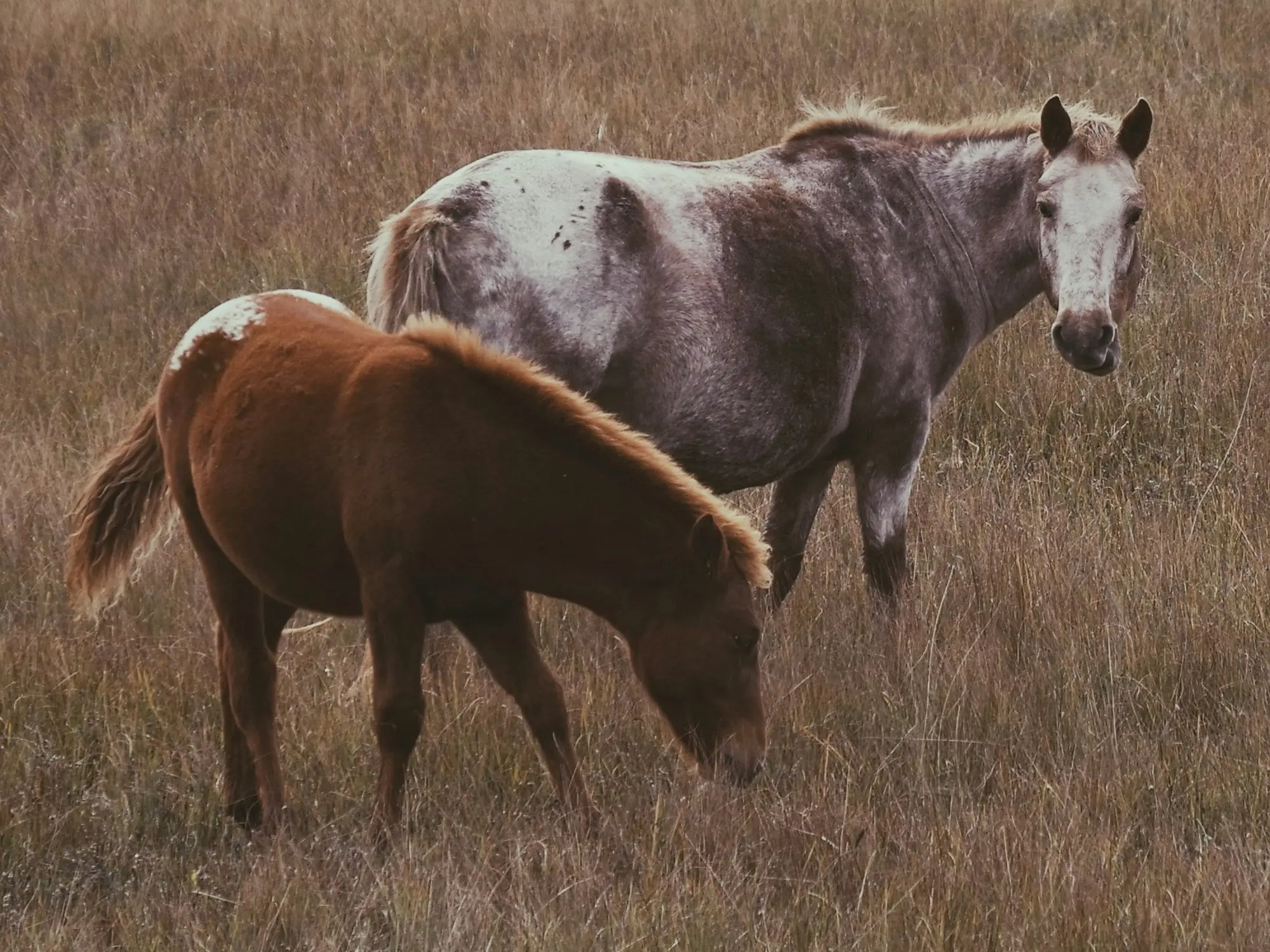 Frost appaloosa horse