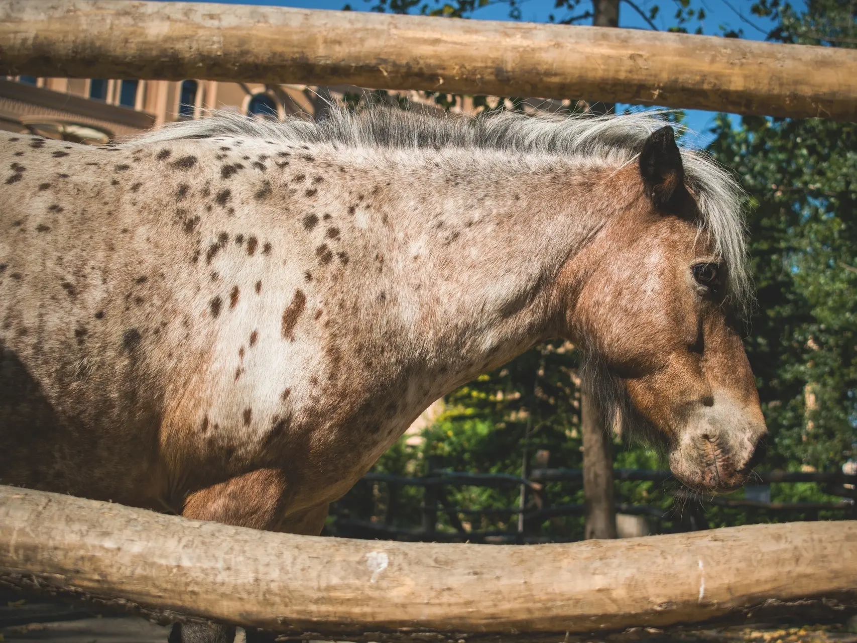 Frost appaloosa horse