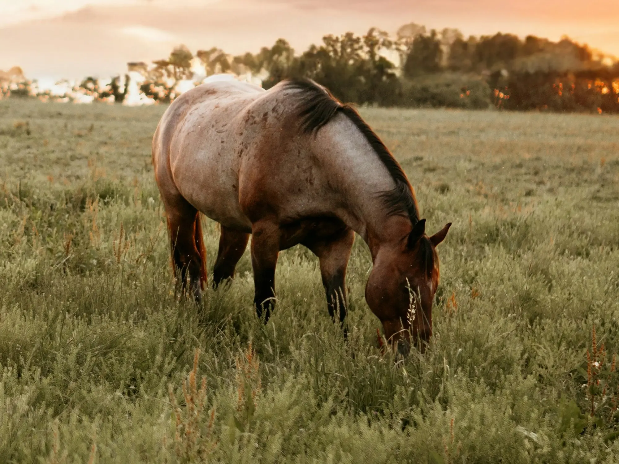 Frost appaloosa horse