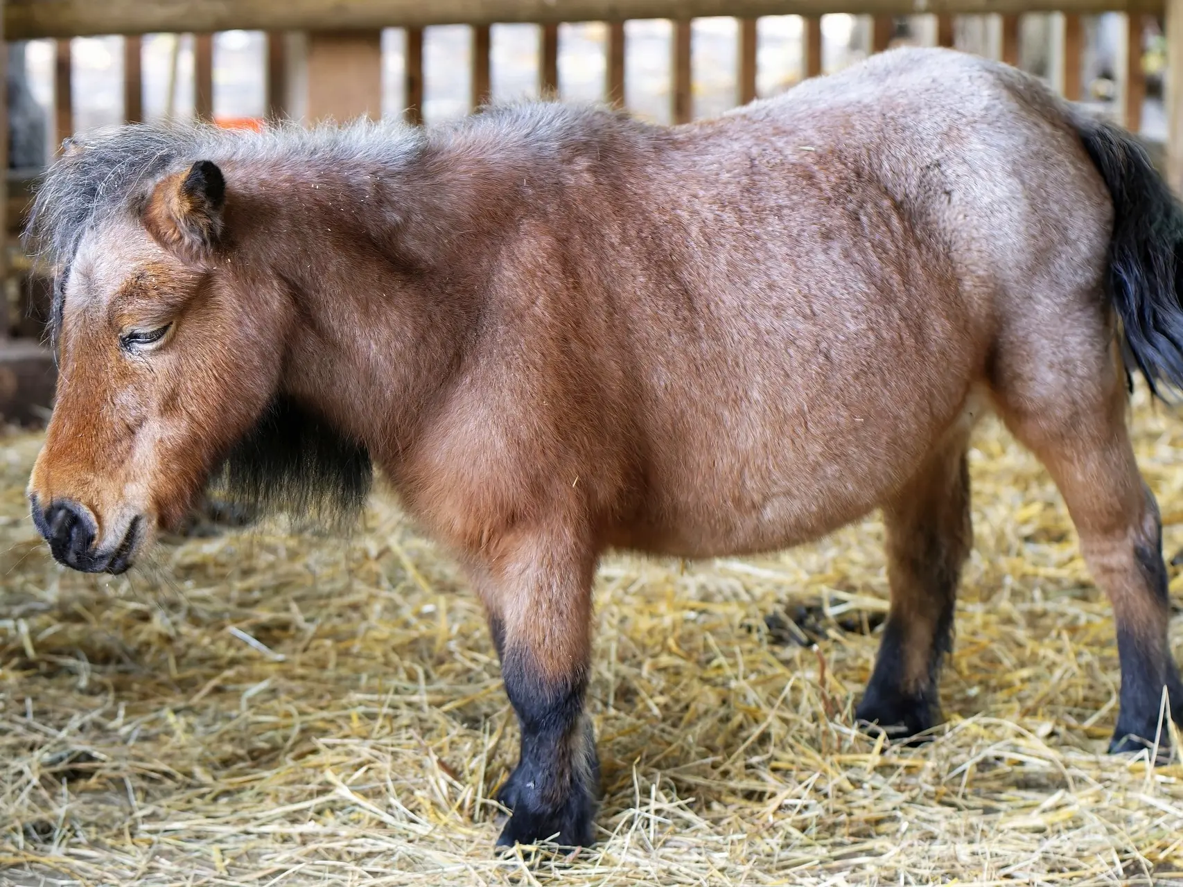 Frost appaloosa horse