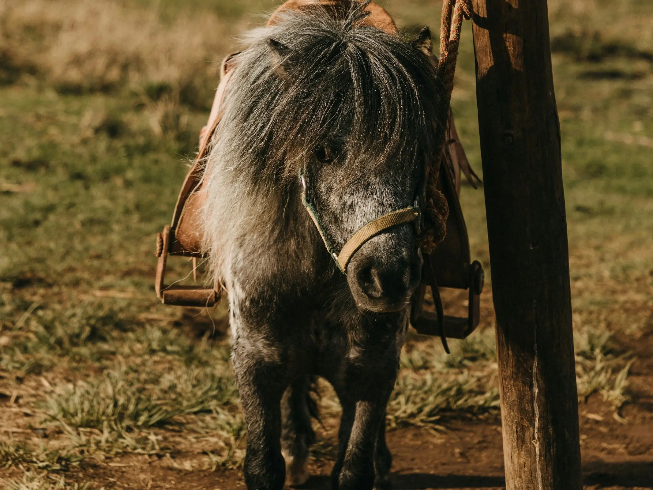 Frost appaloosa horse