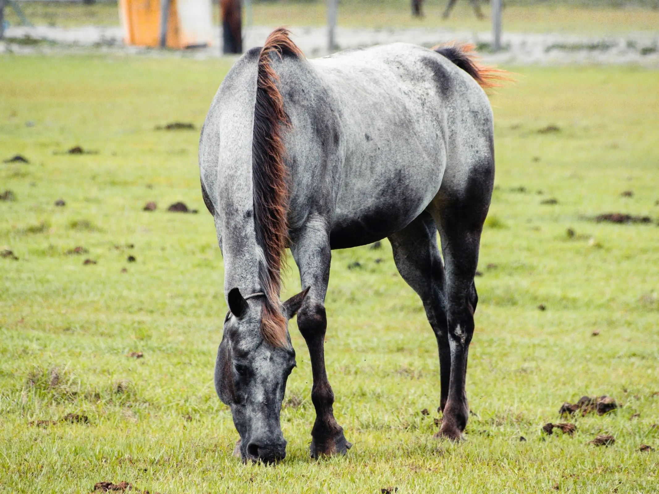 Frost appaloosa horse