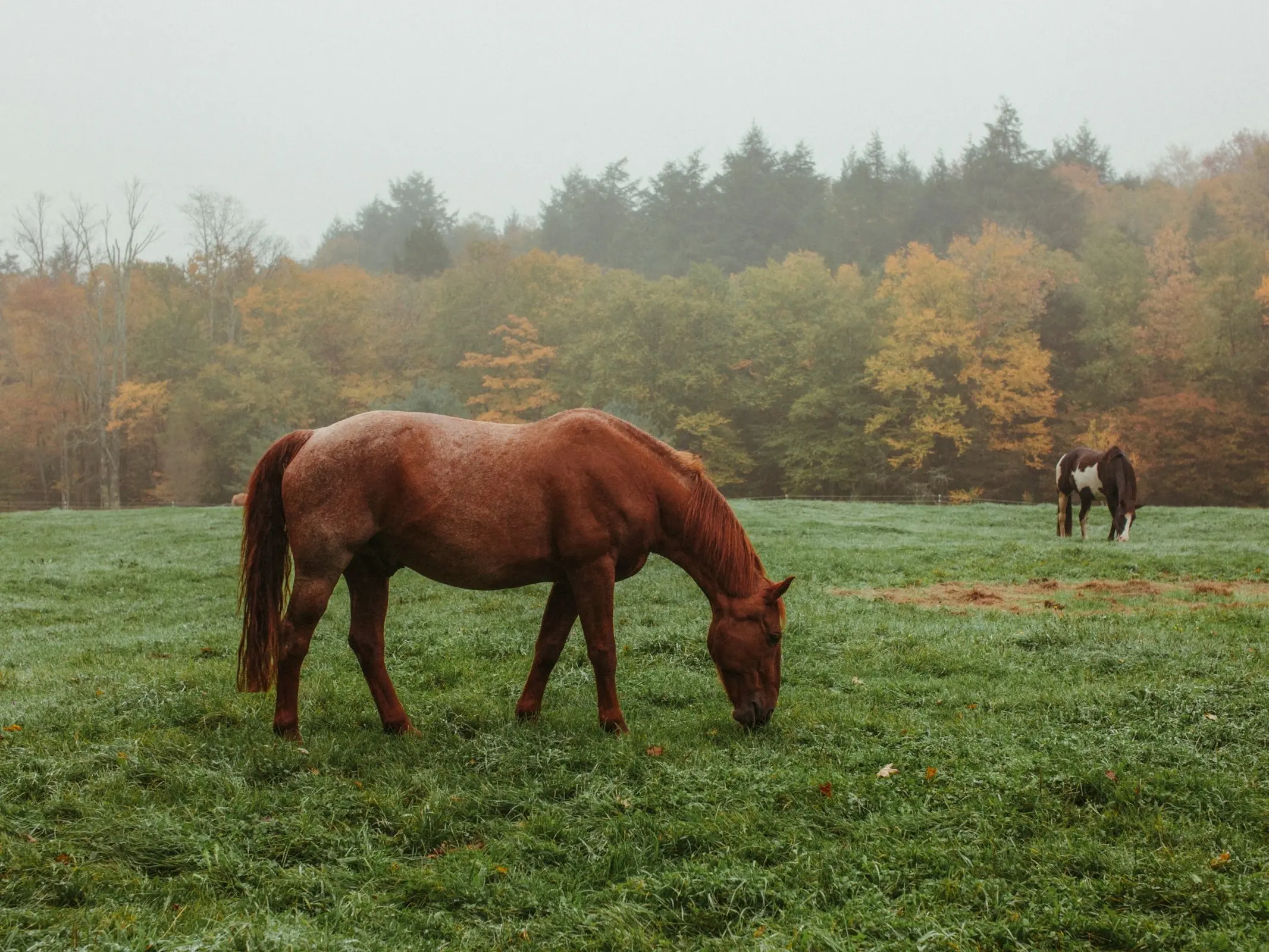 Frost appaloosa horse