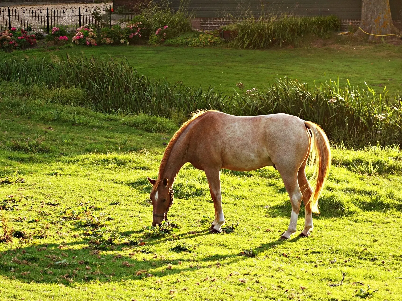 Frost appaloosa horse