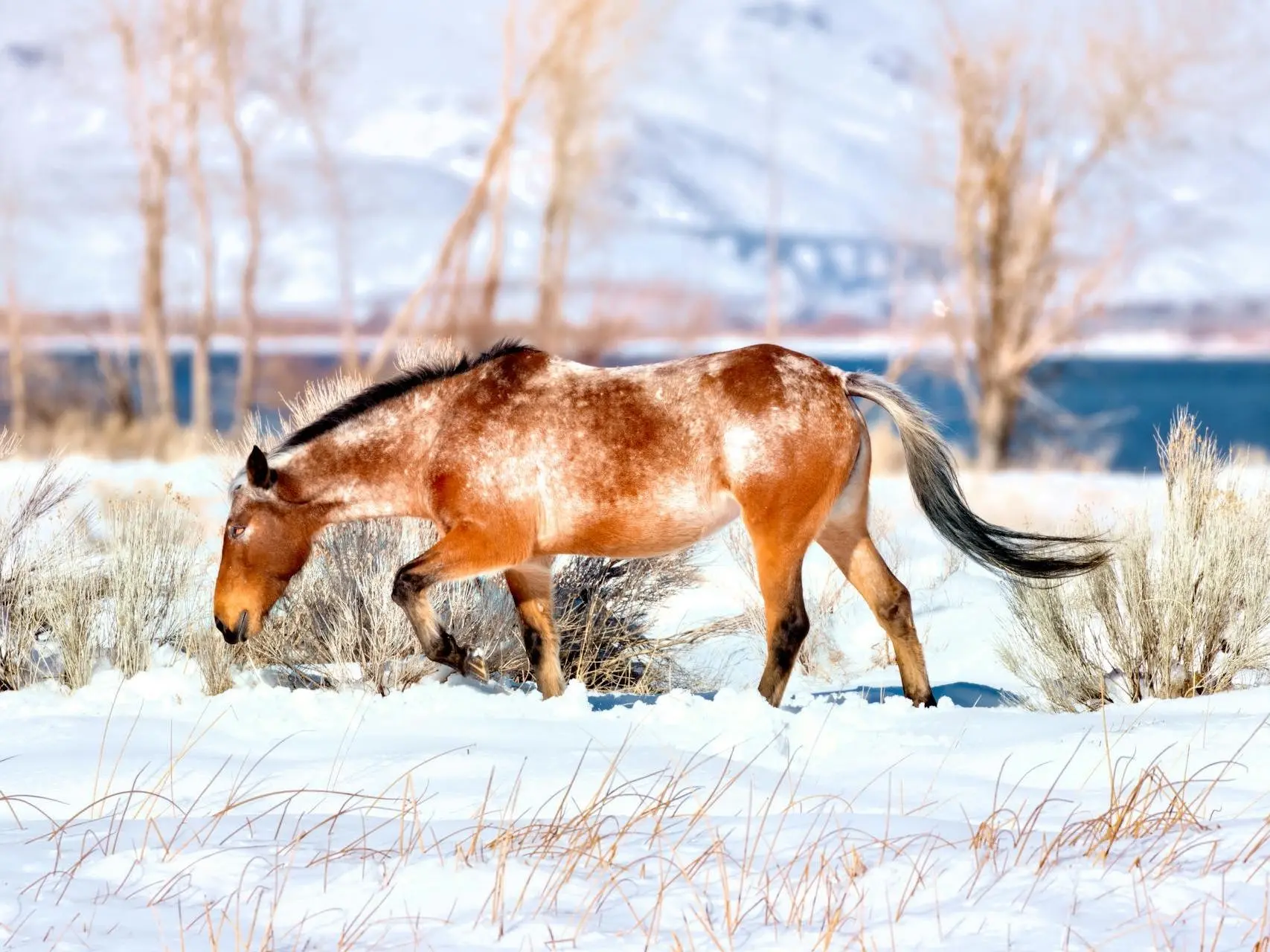 Frost appaloosa horse