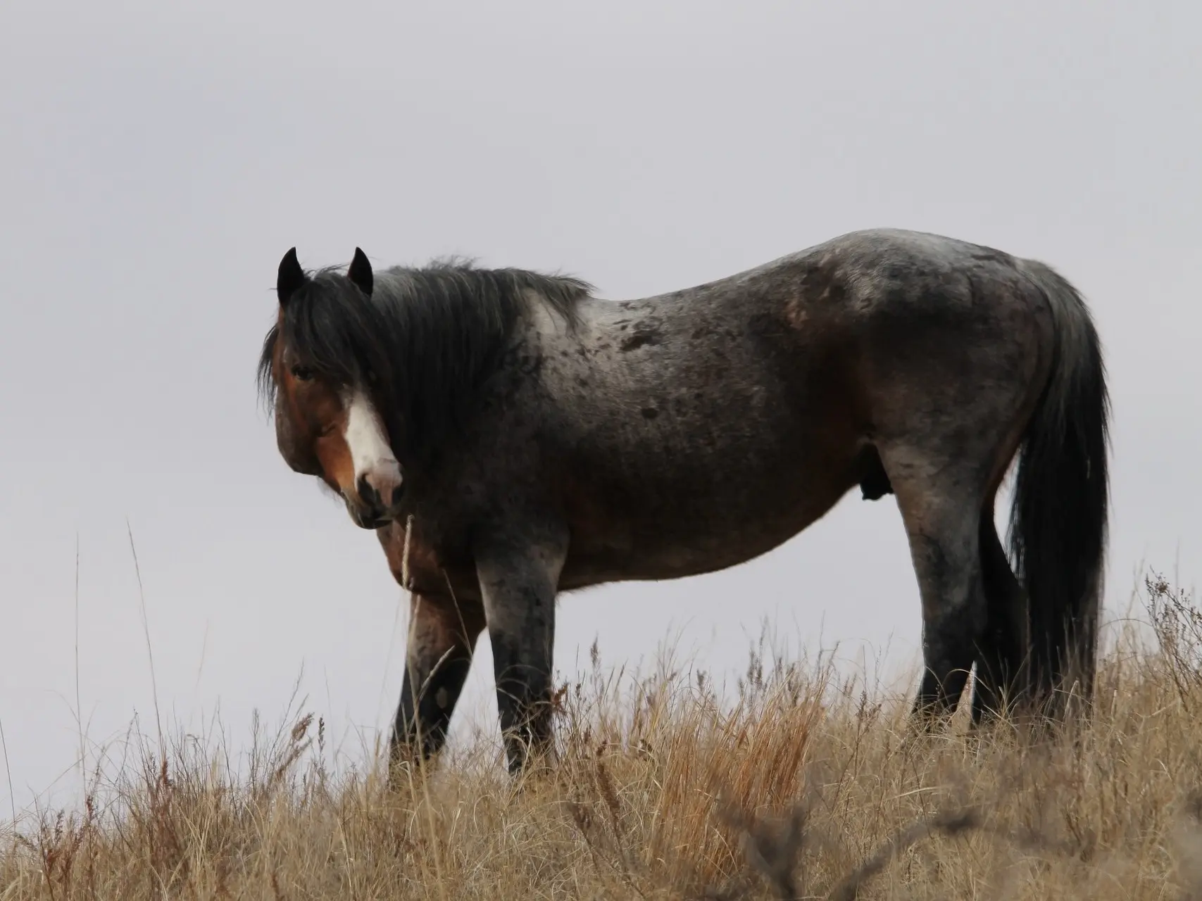 Frost appaloosa horse