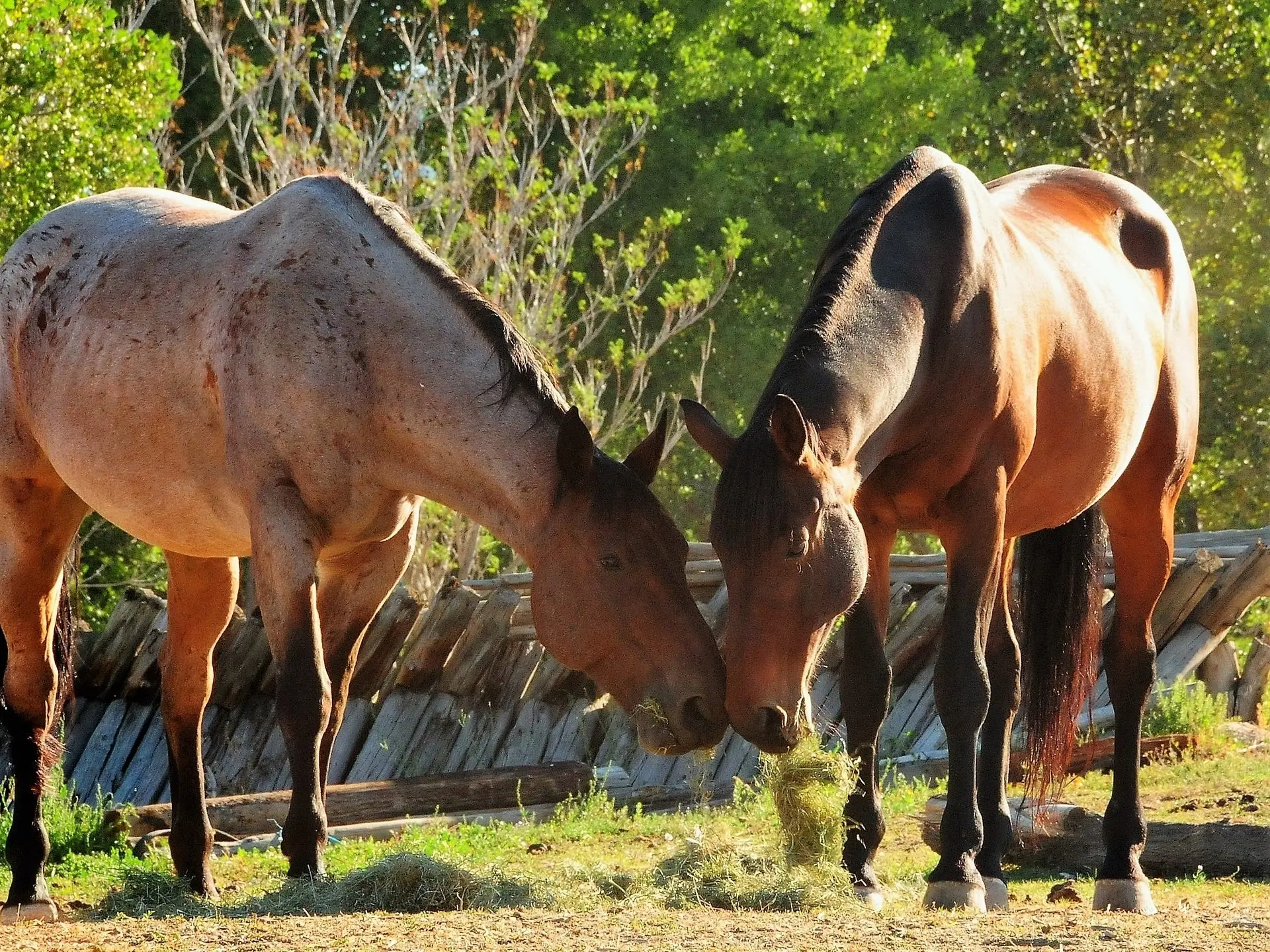 Frost appaloosa horse