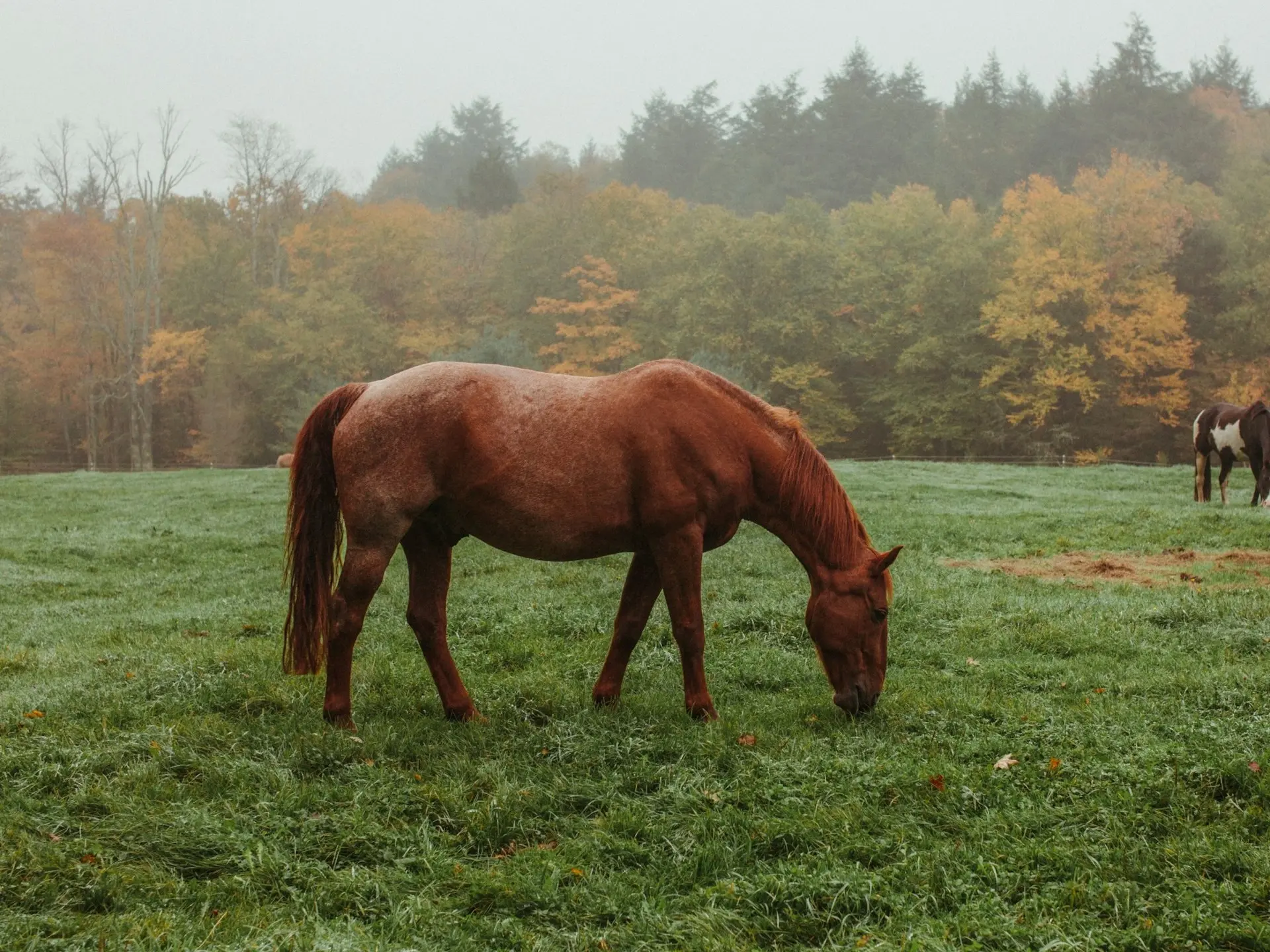 Frost appaloosa horse