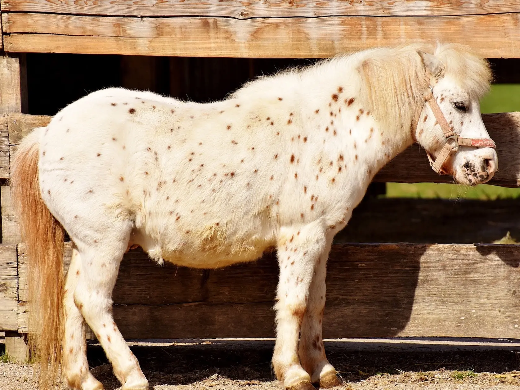 Leopard appaloosa horse