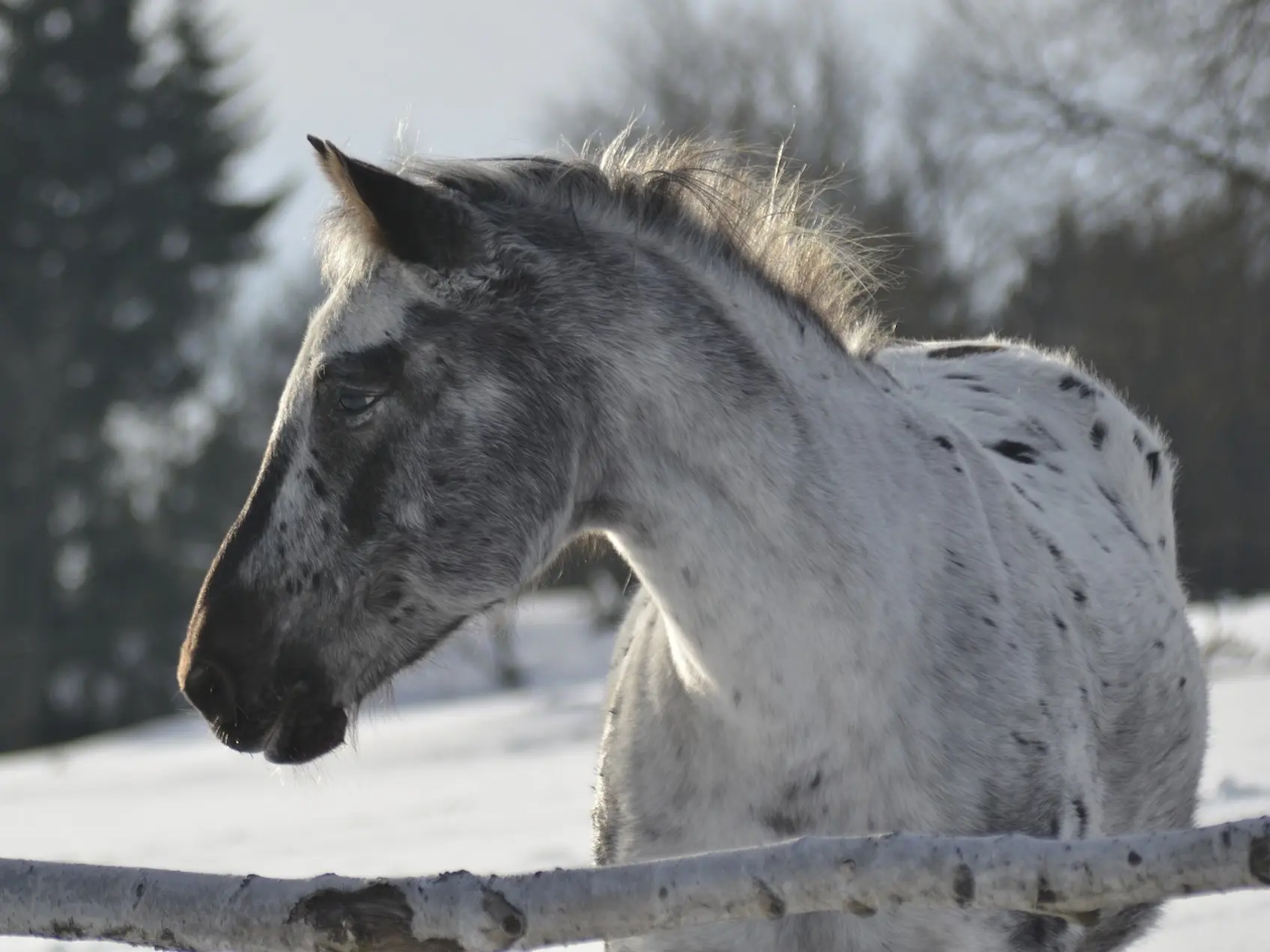 Leopard appaloosa horse