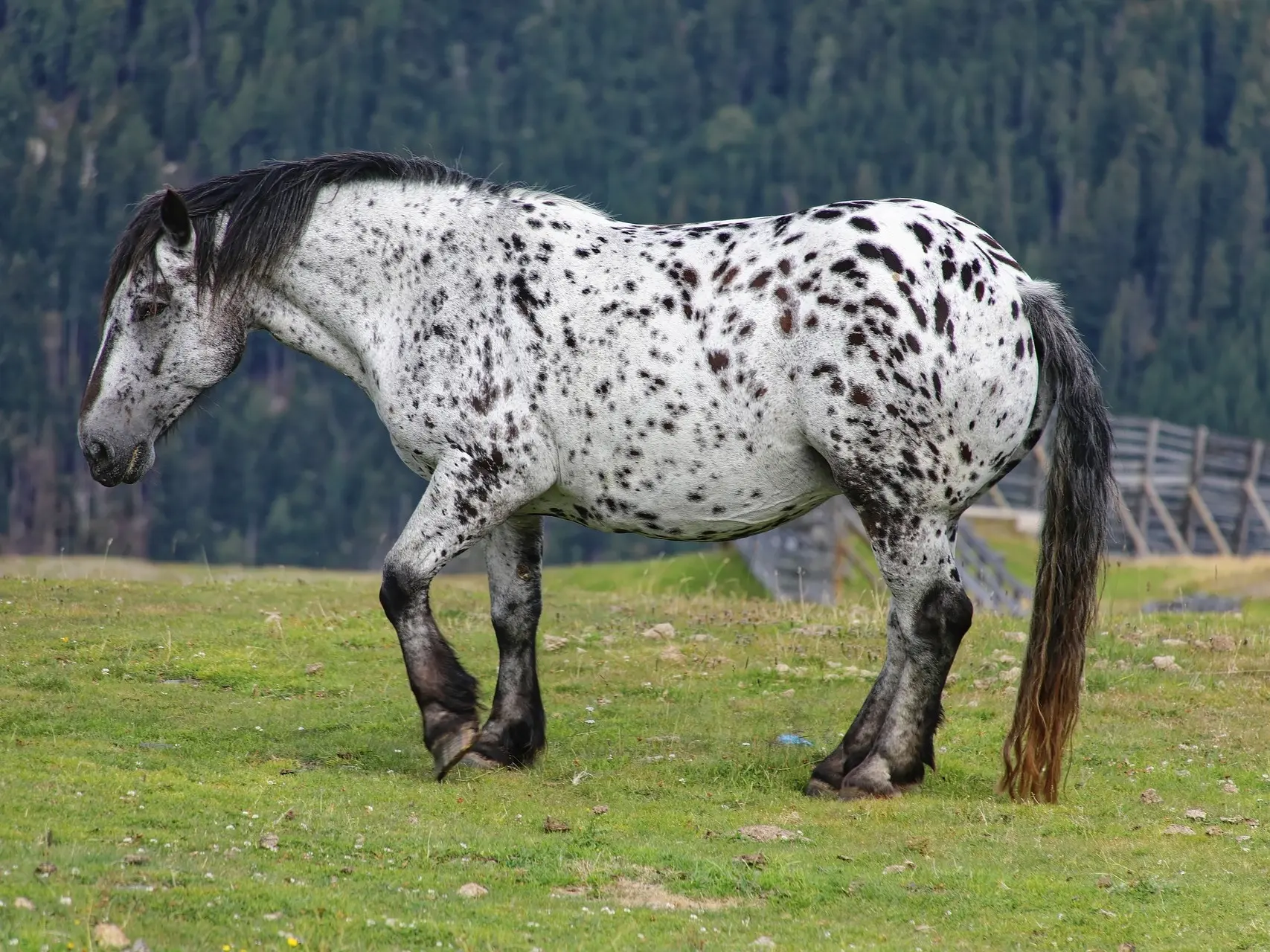 Leopard appaloosa horse