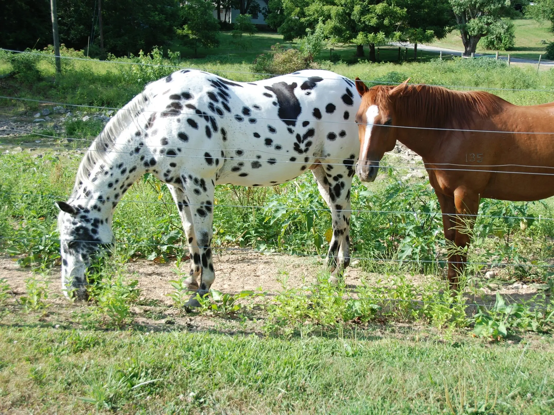 Leopard appaloosa horse