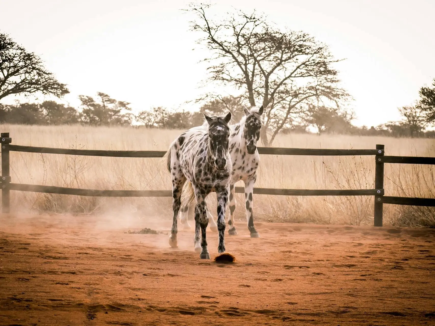 Leopard appaloosa horse