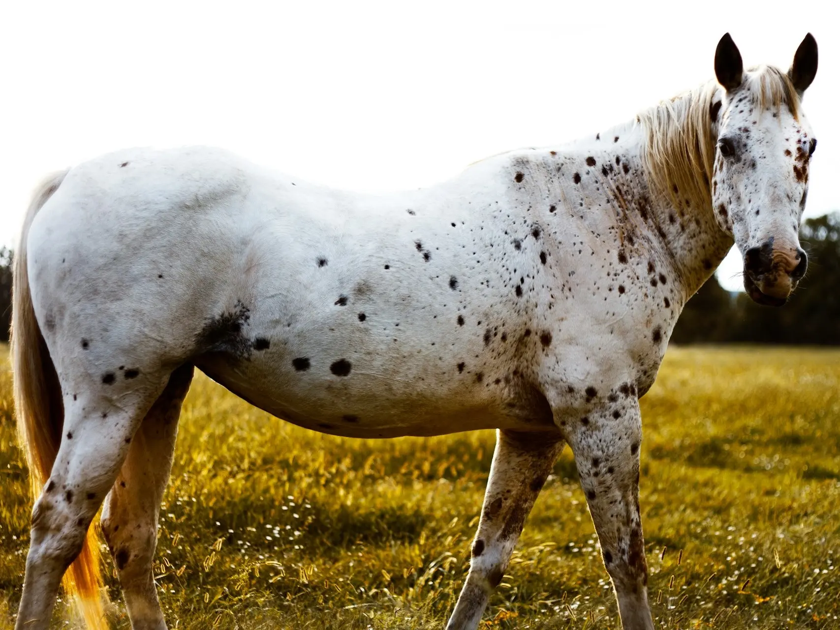 Leopard appaloosa horse