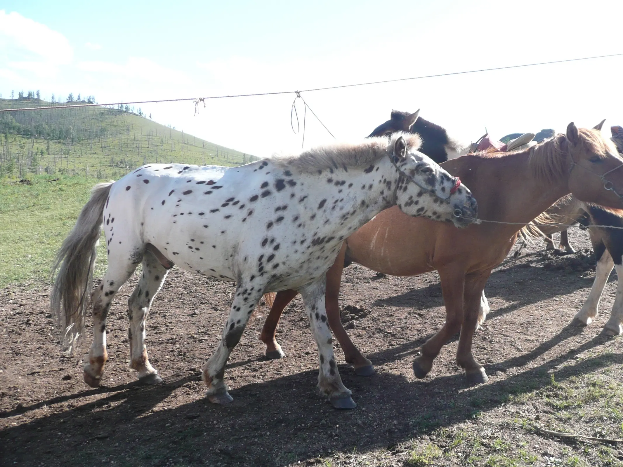 Leopard appaloosa horse