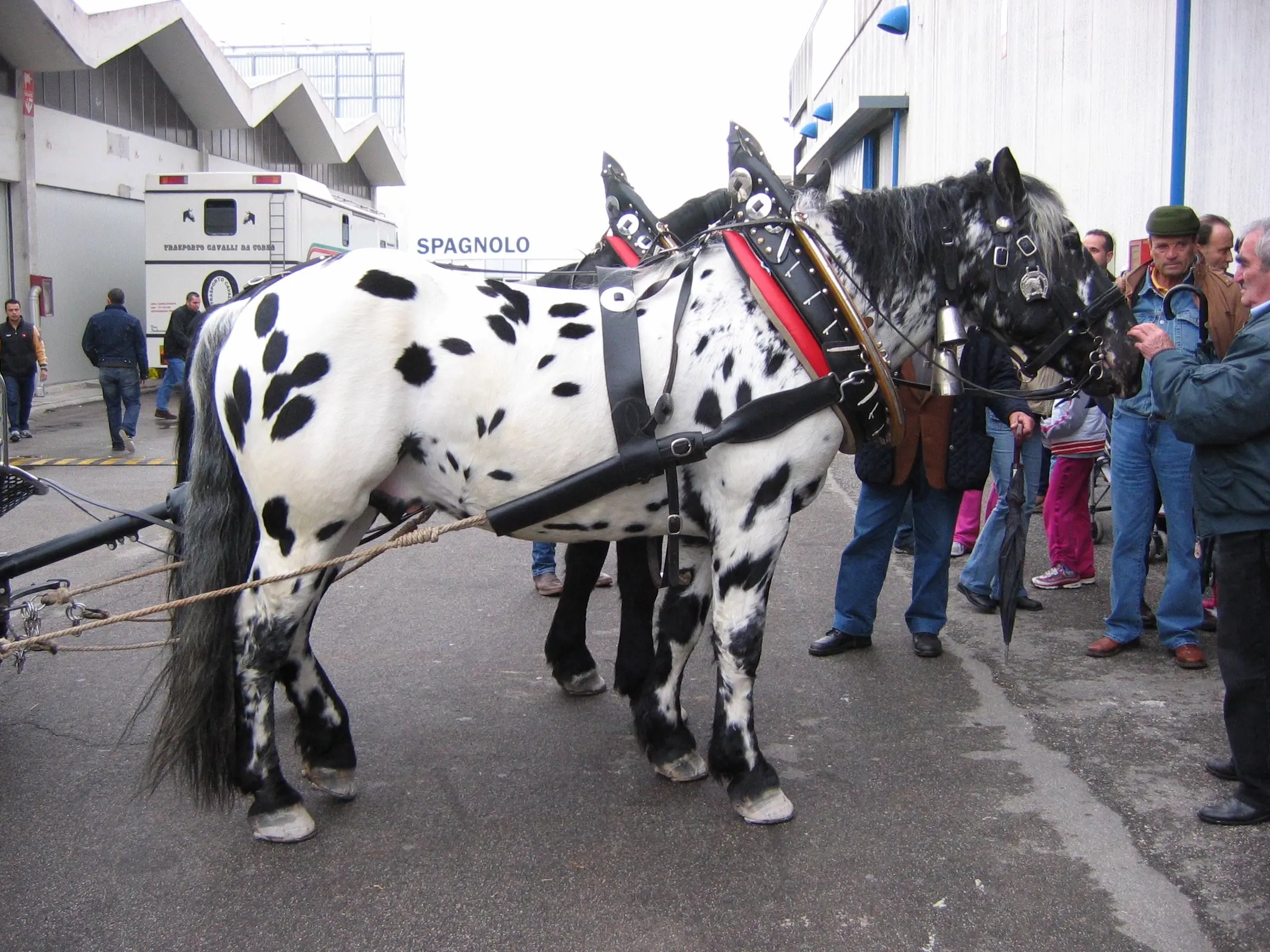 Leopard appaloosa horse