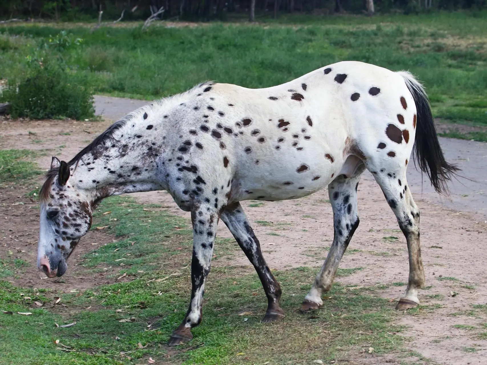 Appaloosa horse with a rat tail