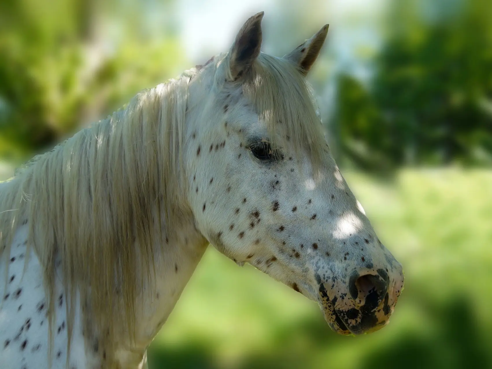 Leopard appaloosa horse