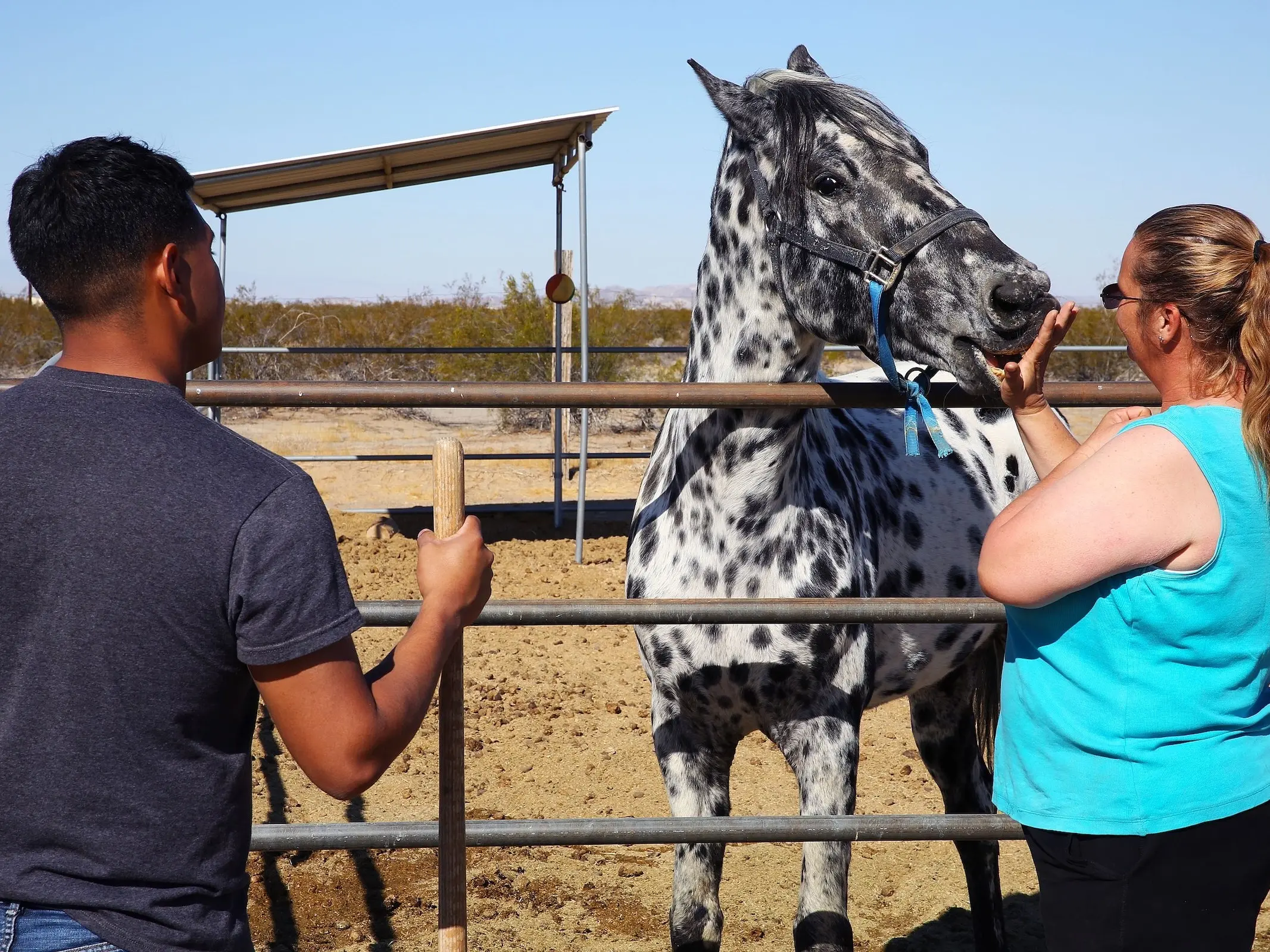 Leopard appaloosa horse