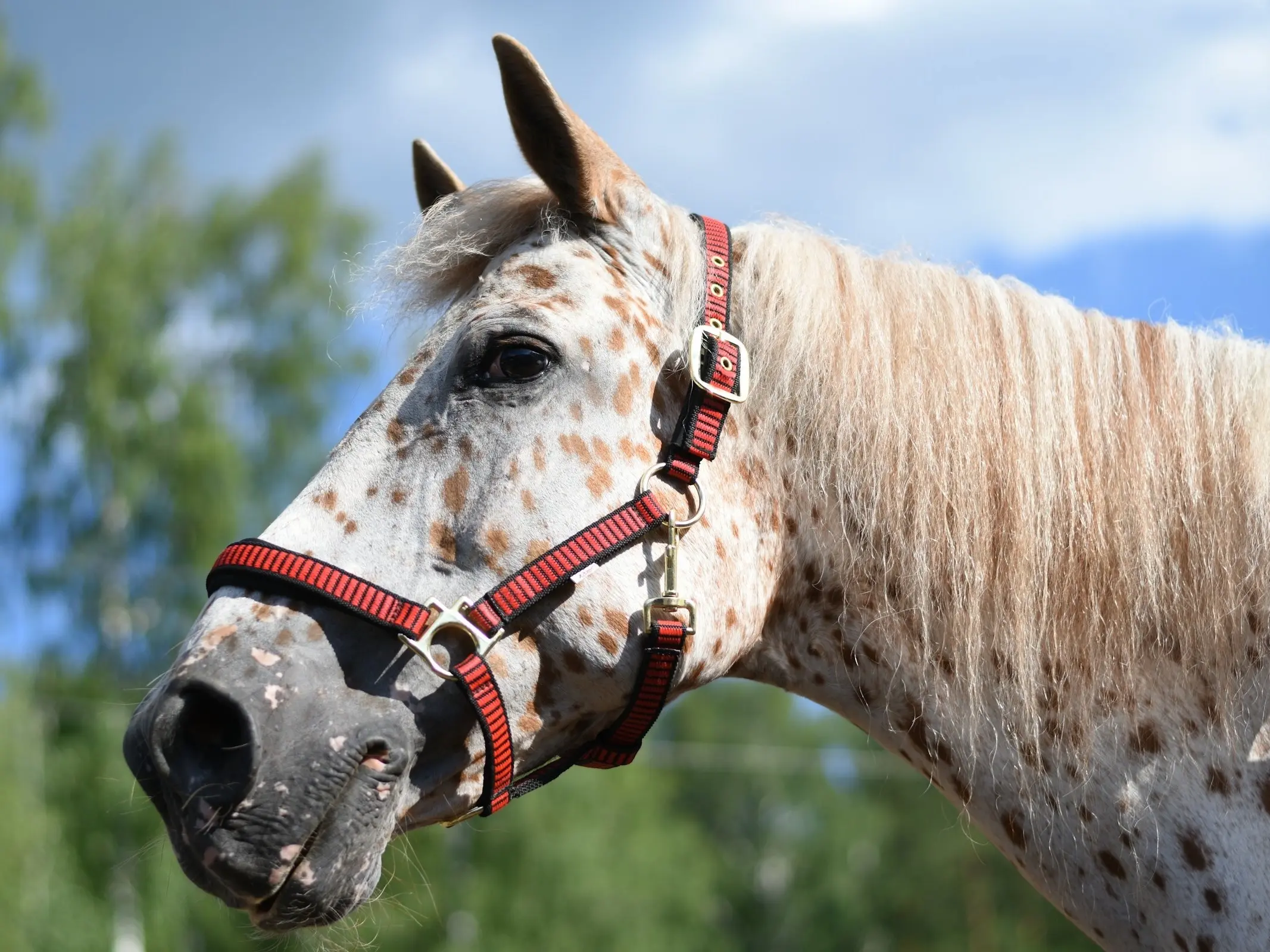 Leopard appaloosa horse