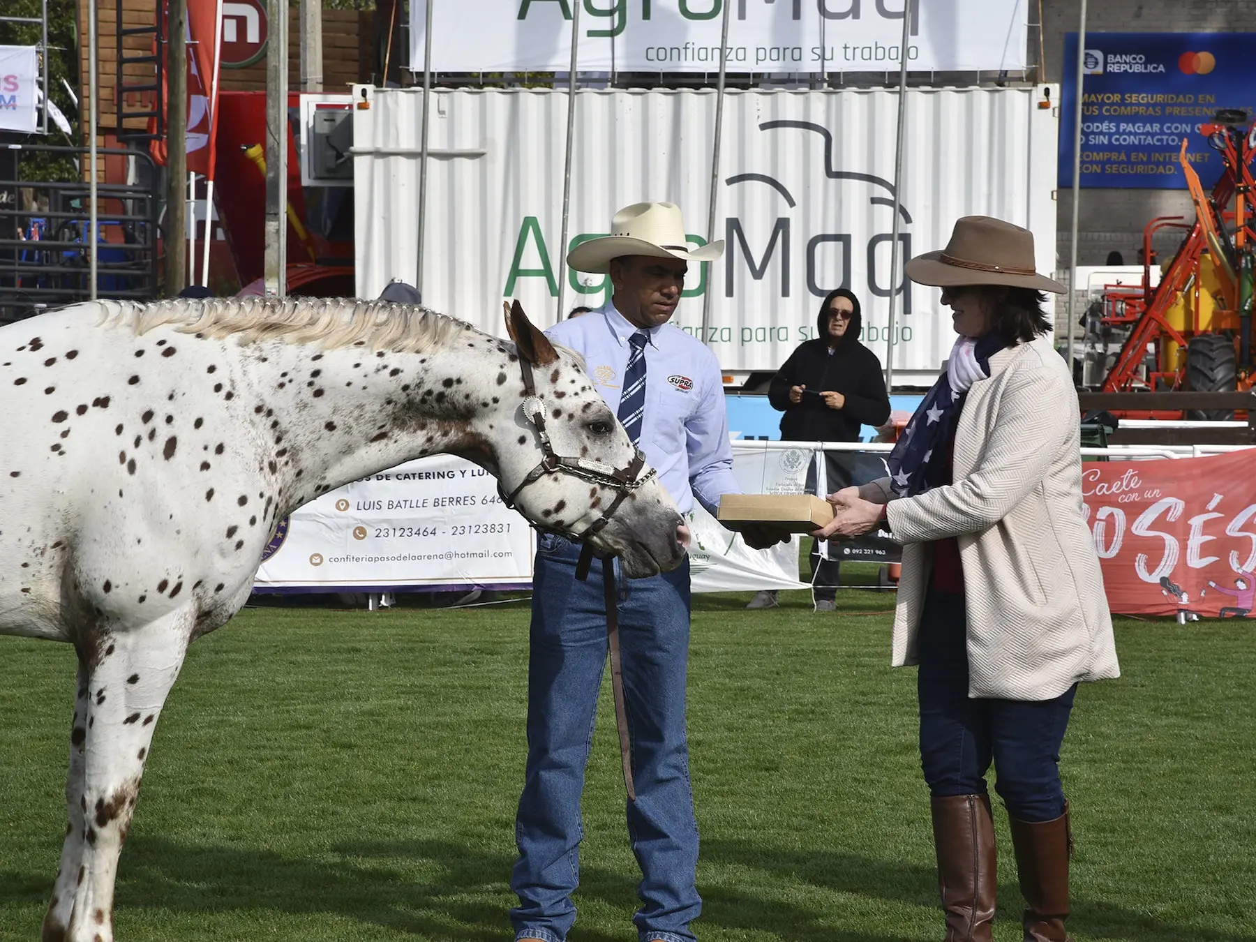 Leopard appaloosa horse