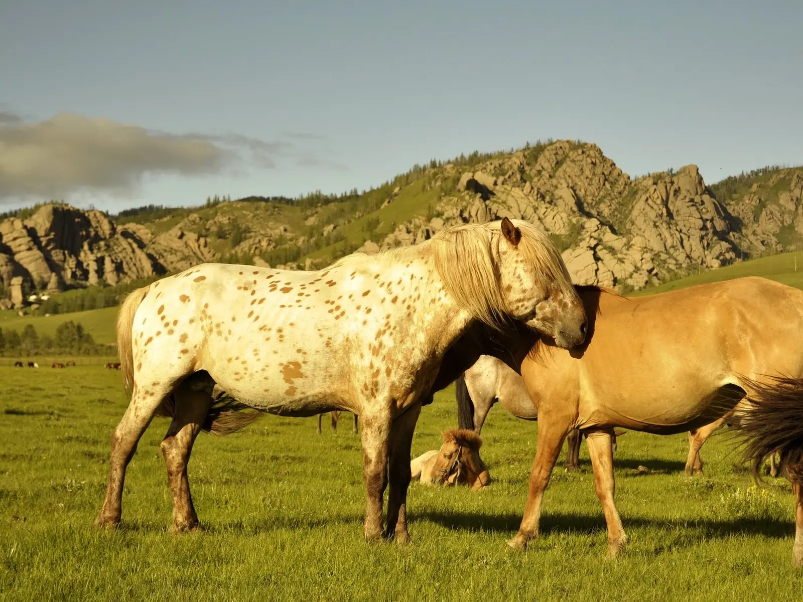 Leopard appaloosa horse