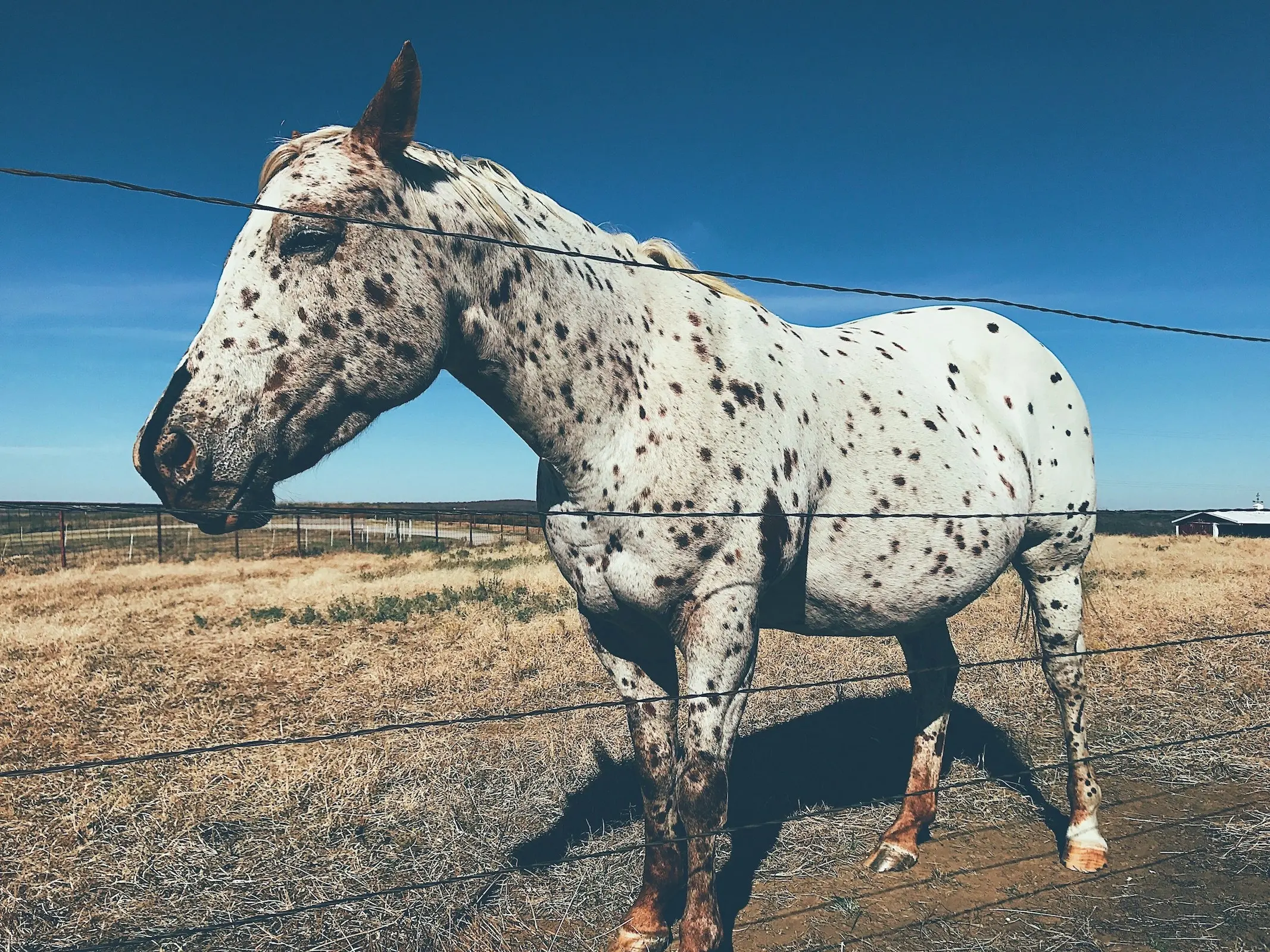 Leopard appaloosa horse