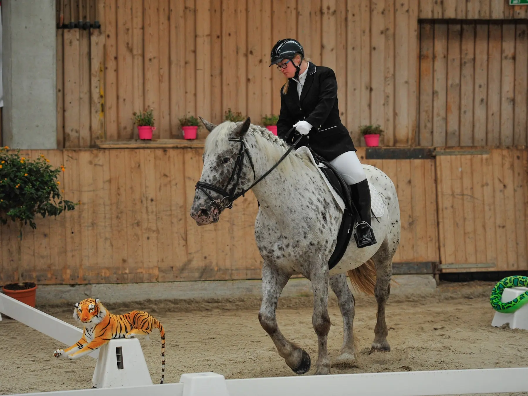 Leopard appaloosa horse