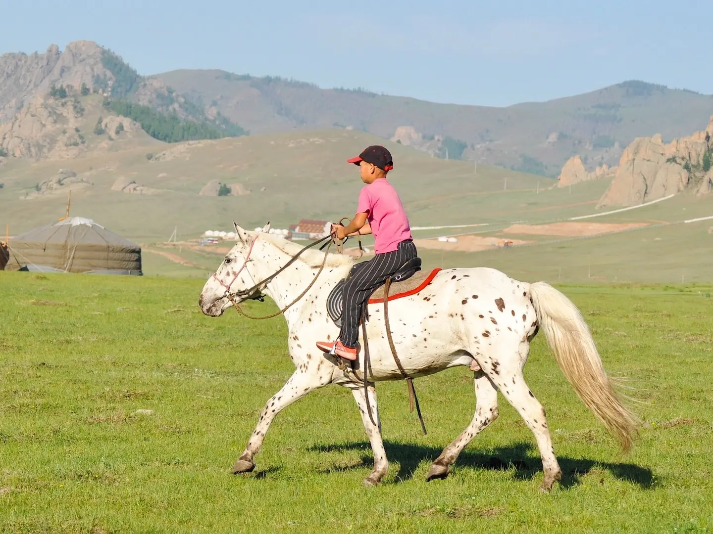 Leopard appaloosa horse