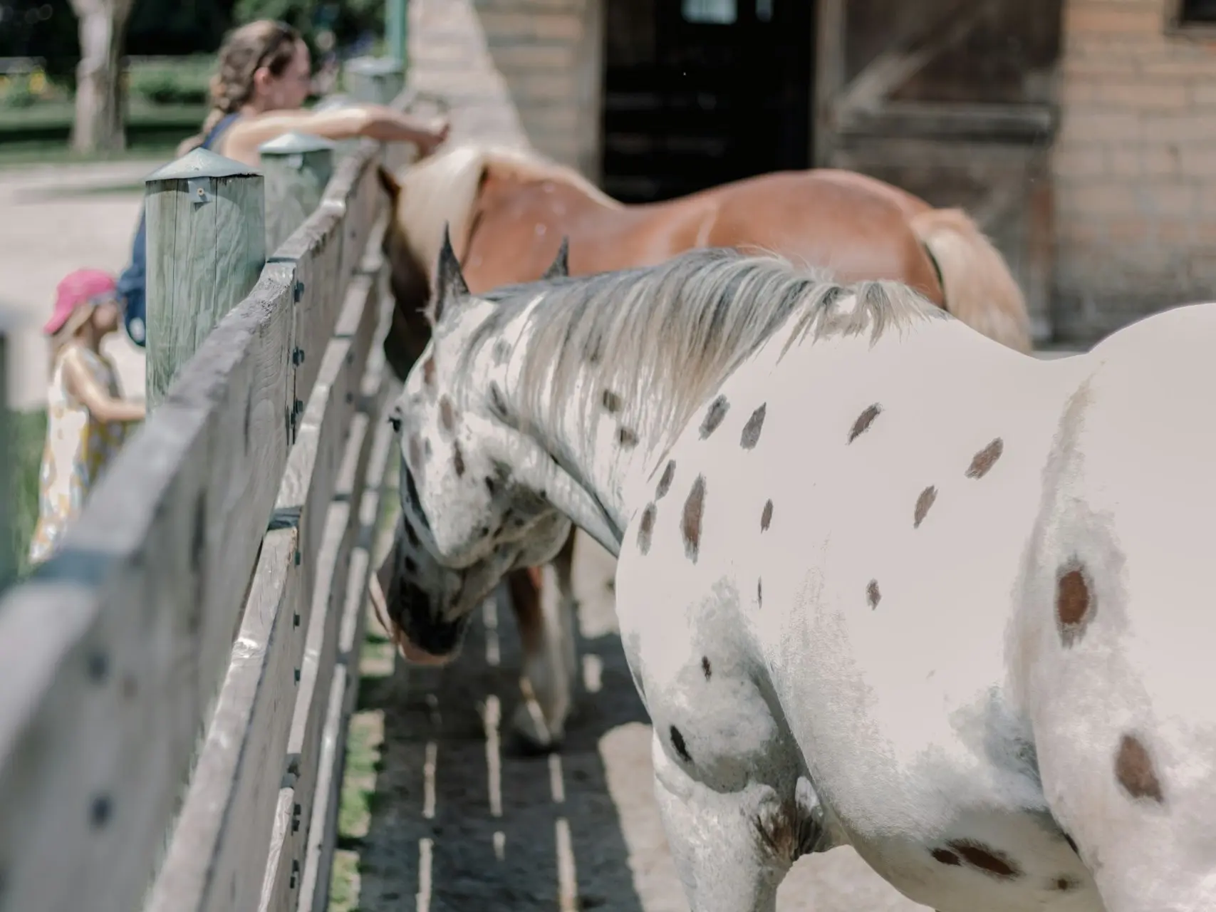 Leopard appaloosa horse