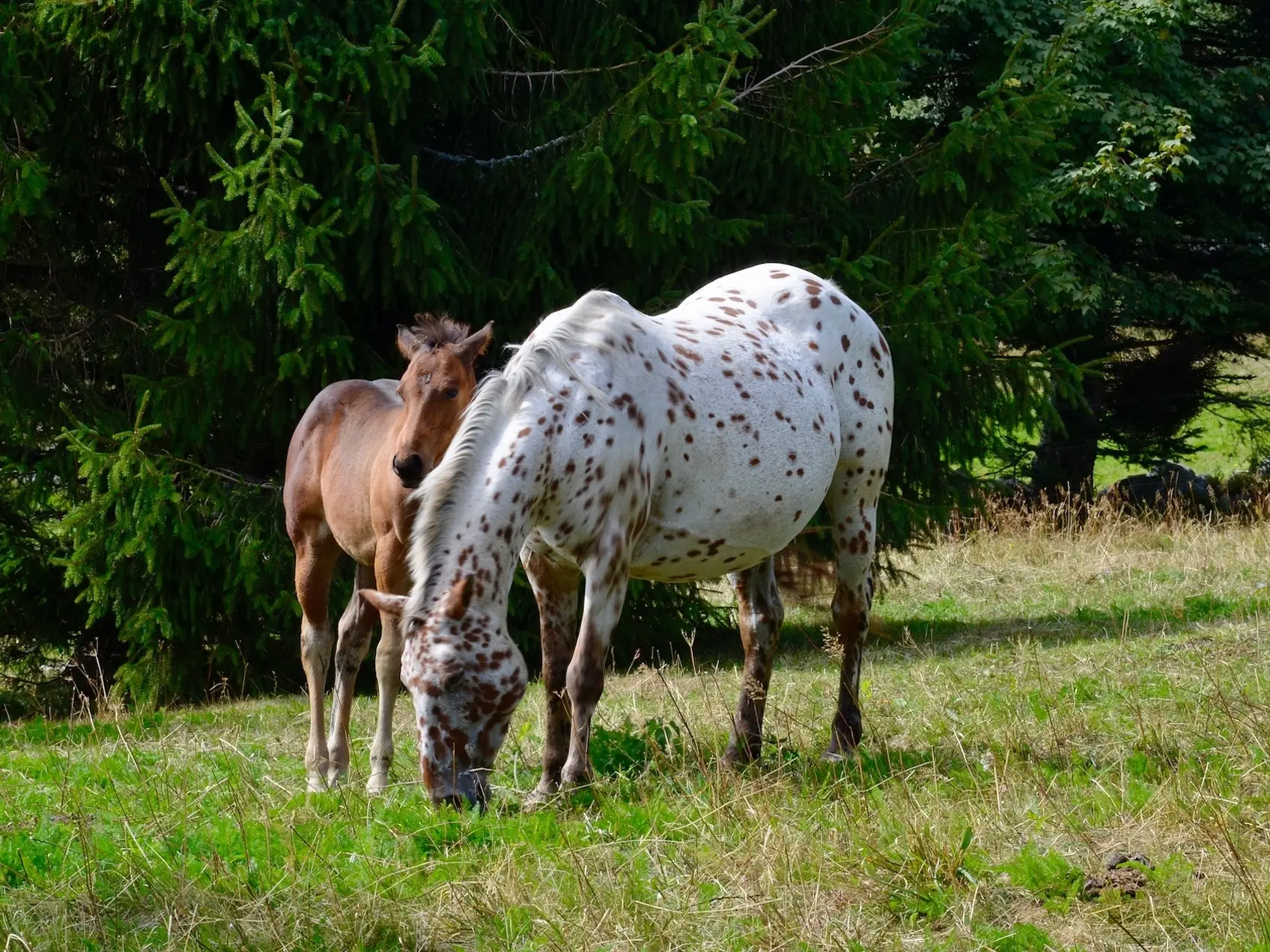 Leopard appaloosa horse