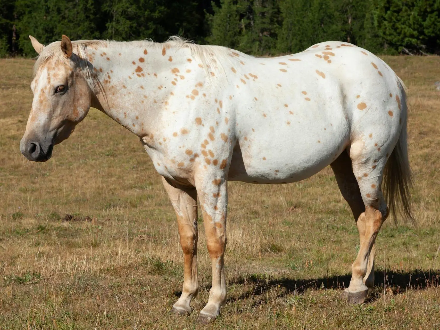 Appaloosa cream horse