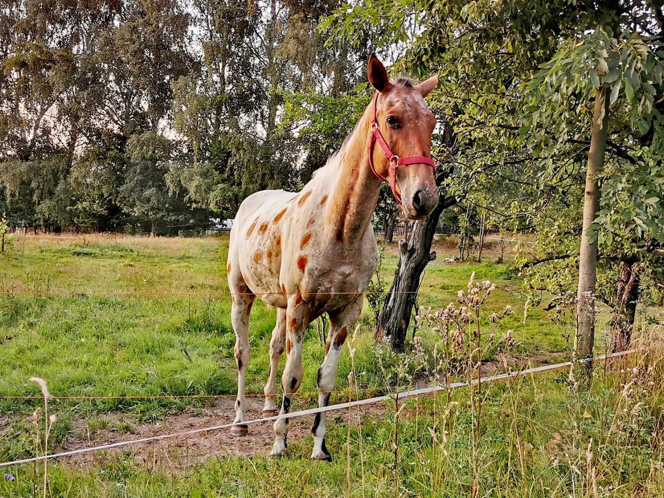 Leopard appaloosa horse