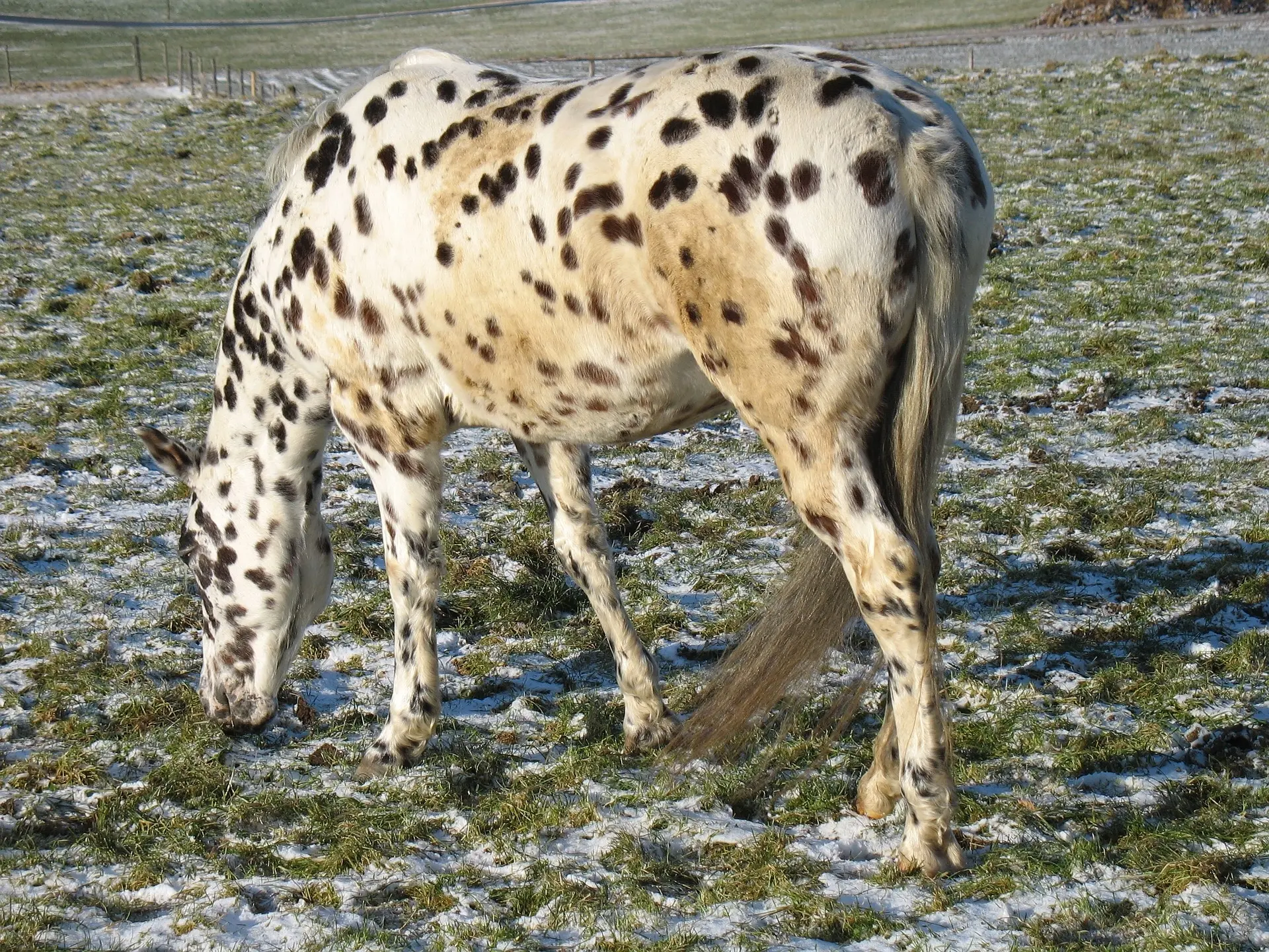 Leopard appaloosa horse