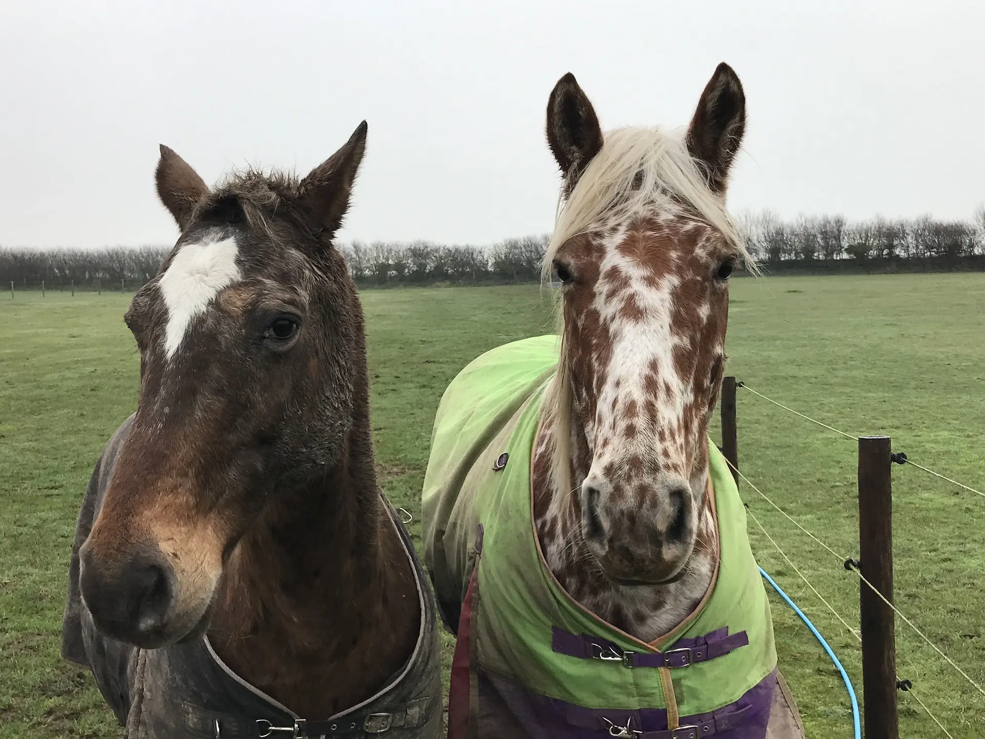 Leopard appaloosa horse