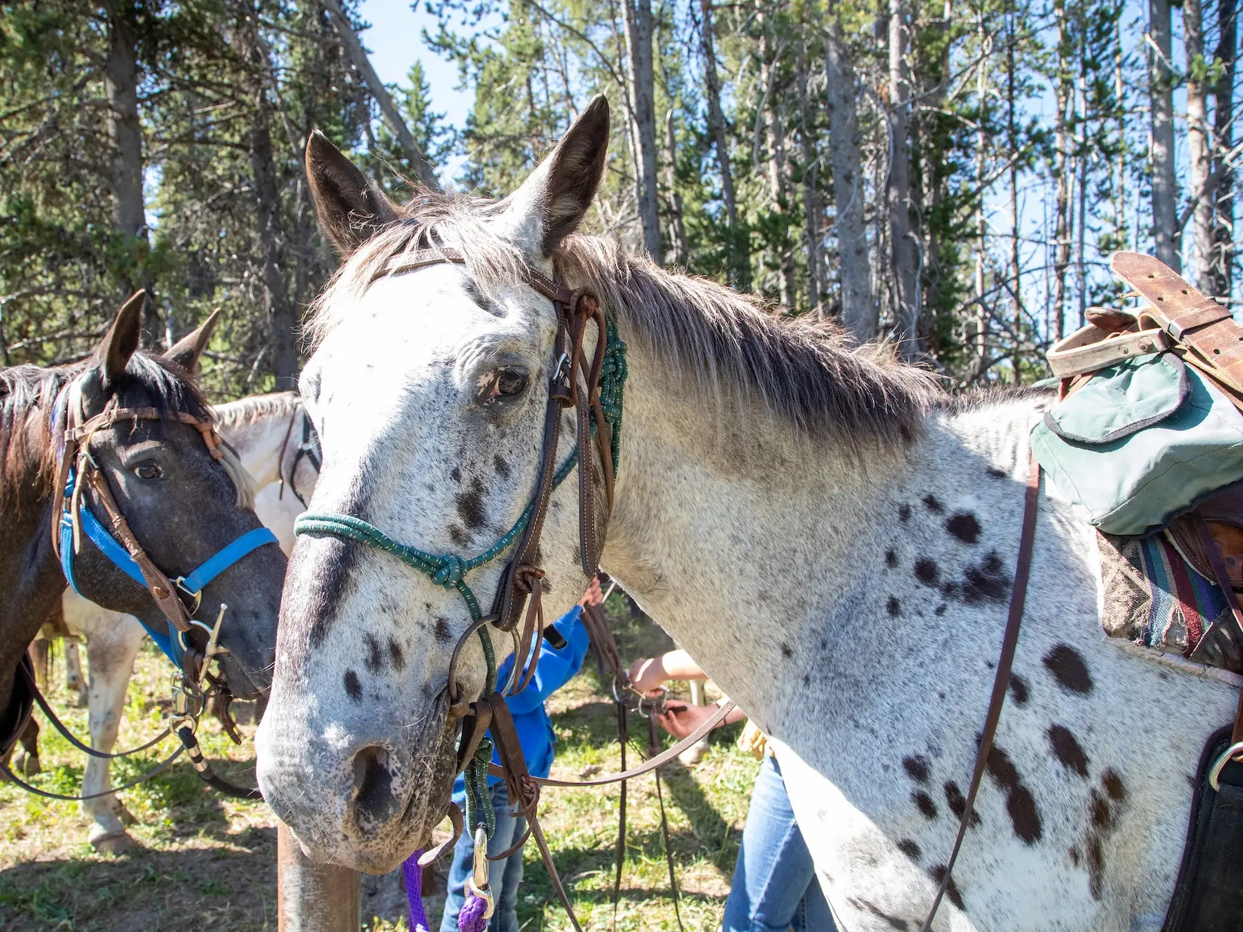 Marble appaloosa horse