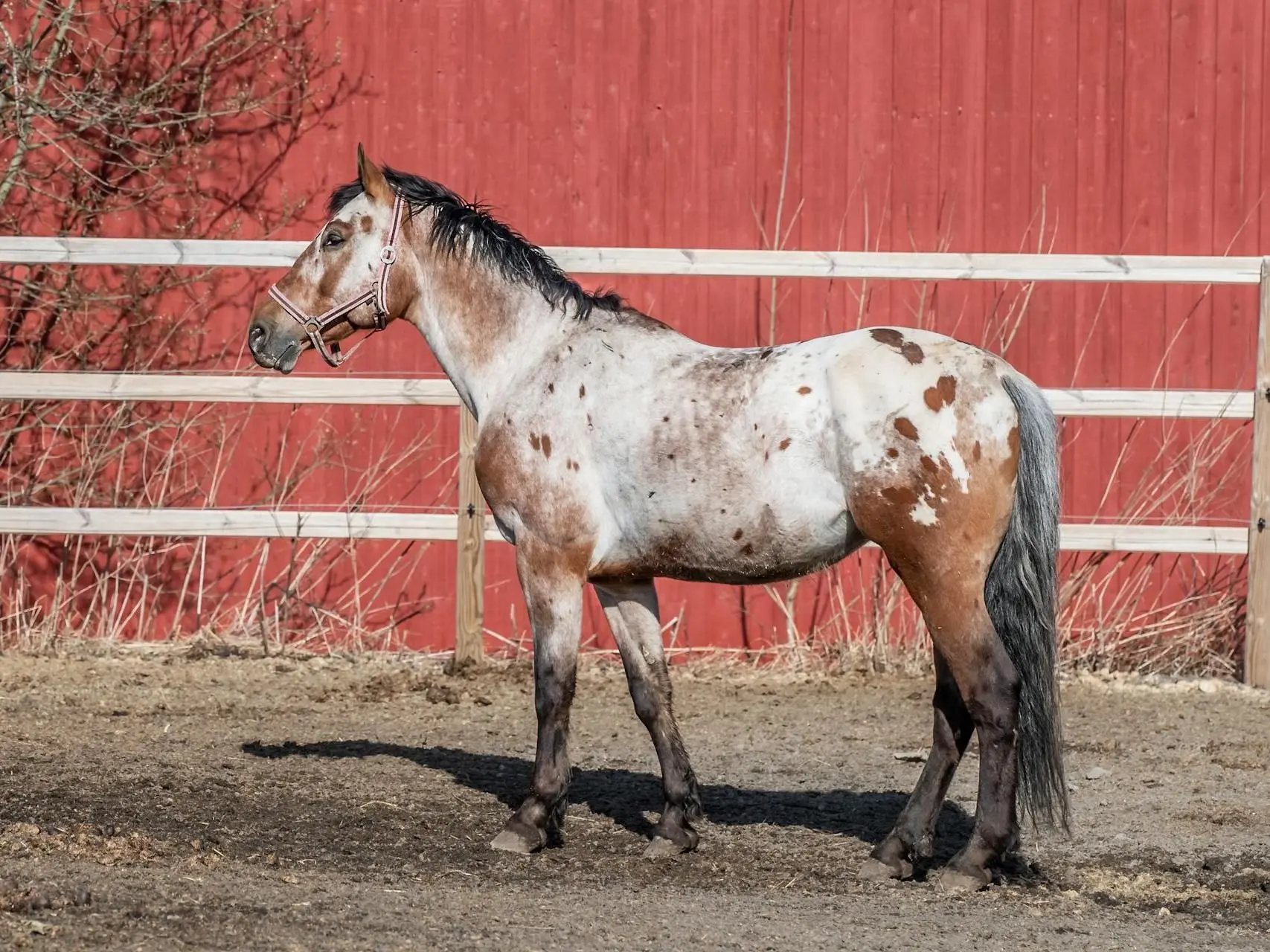 Marble appaloosa horse