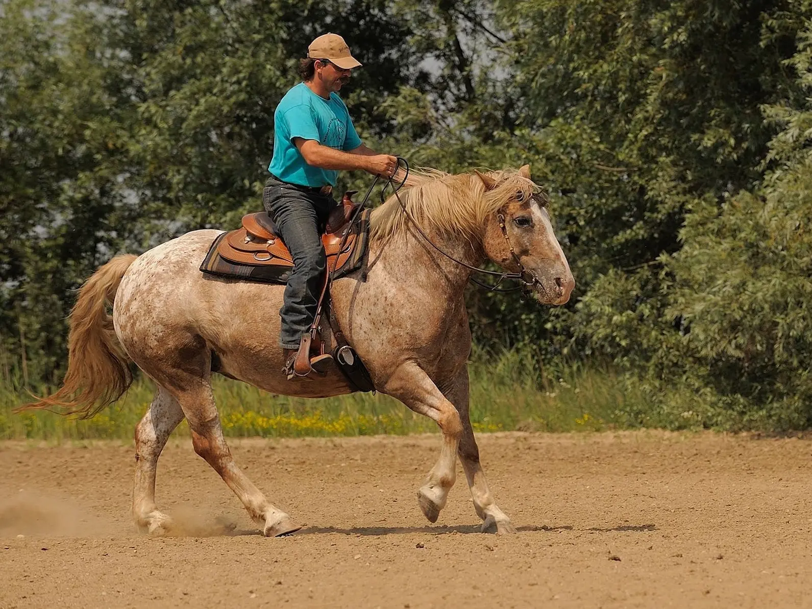 Marble appaloosa horse