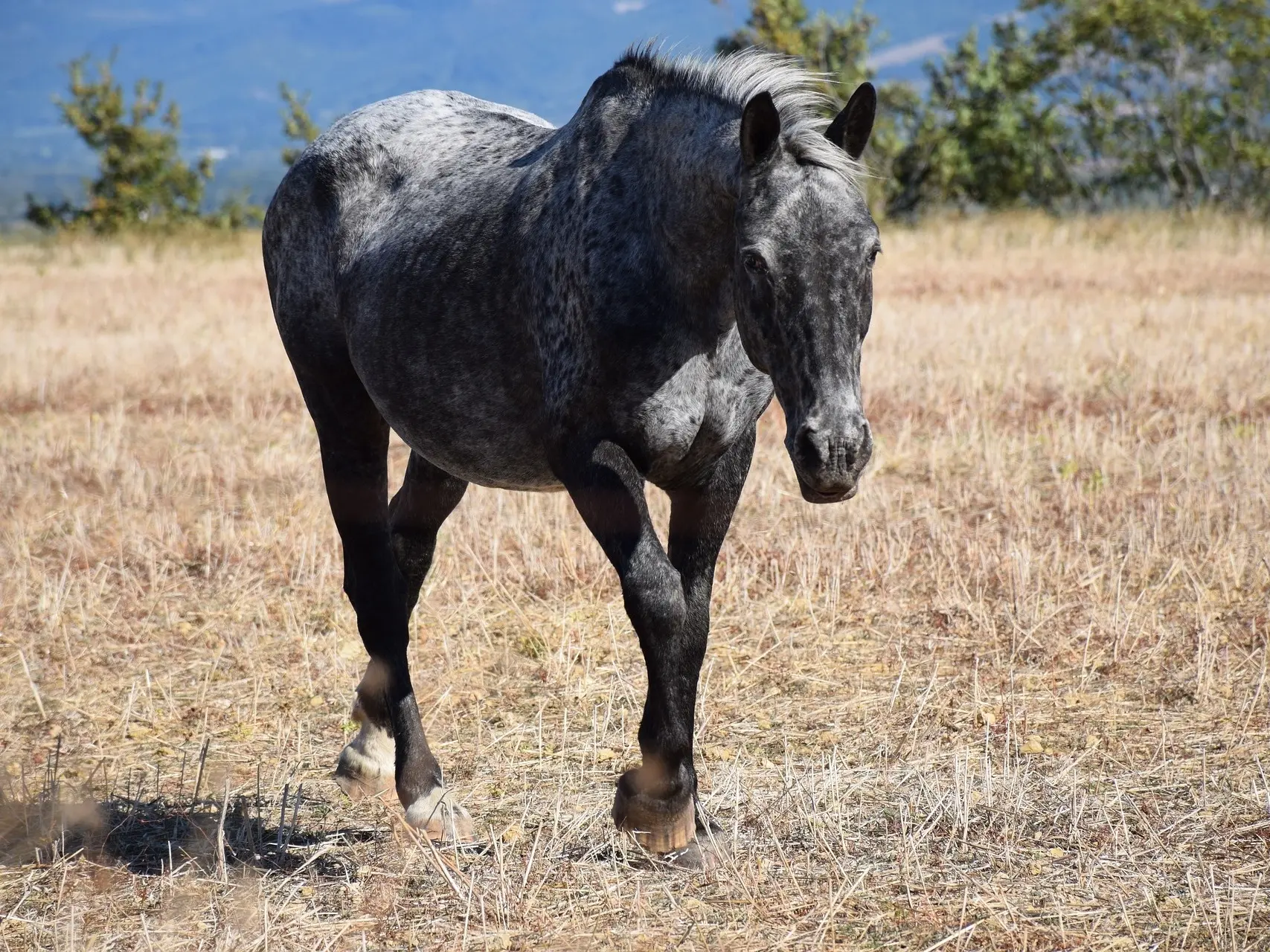 Marble appaloosa horse